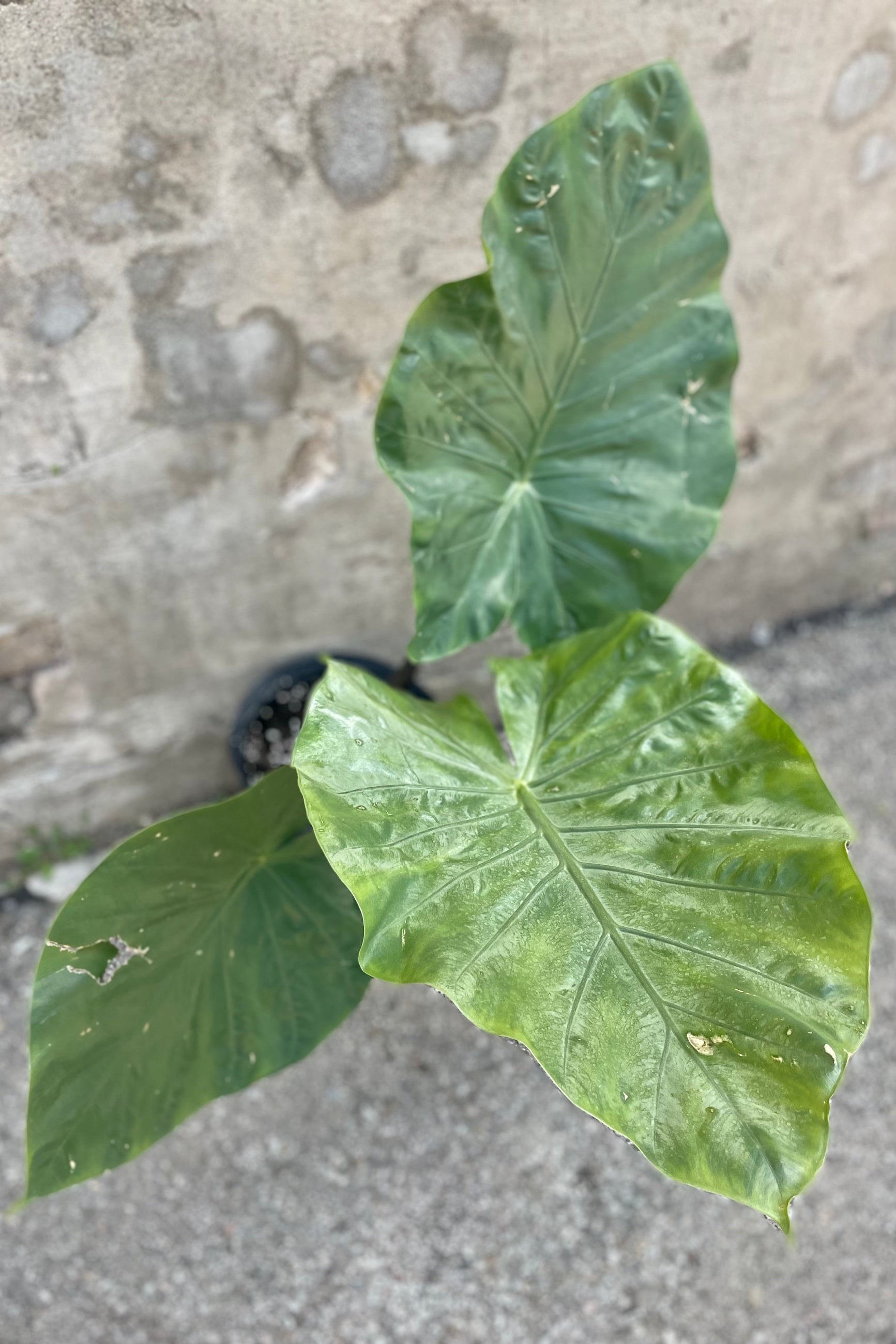 detail of Alocasia 'Dark Star' 10" three giant leaves against a grey wall