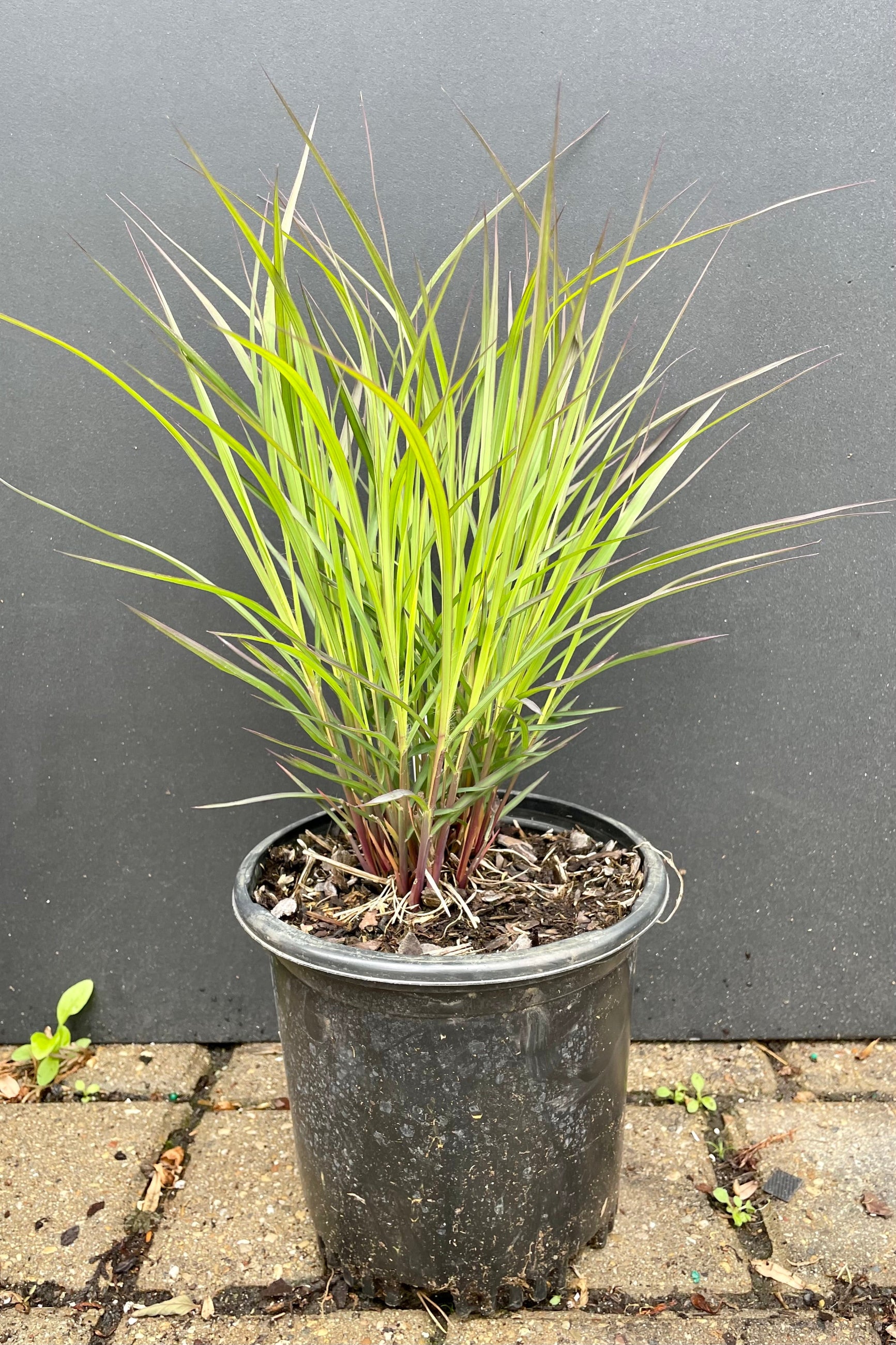 #1 groweres pot of Andropogon 'Blackhawks' at the end of May just starting to pick up steam standing about 12" high and starting to show darker blade tips at Sprout-home. ©Sprout Home
