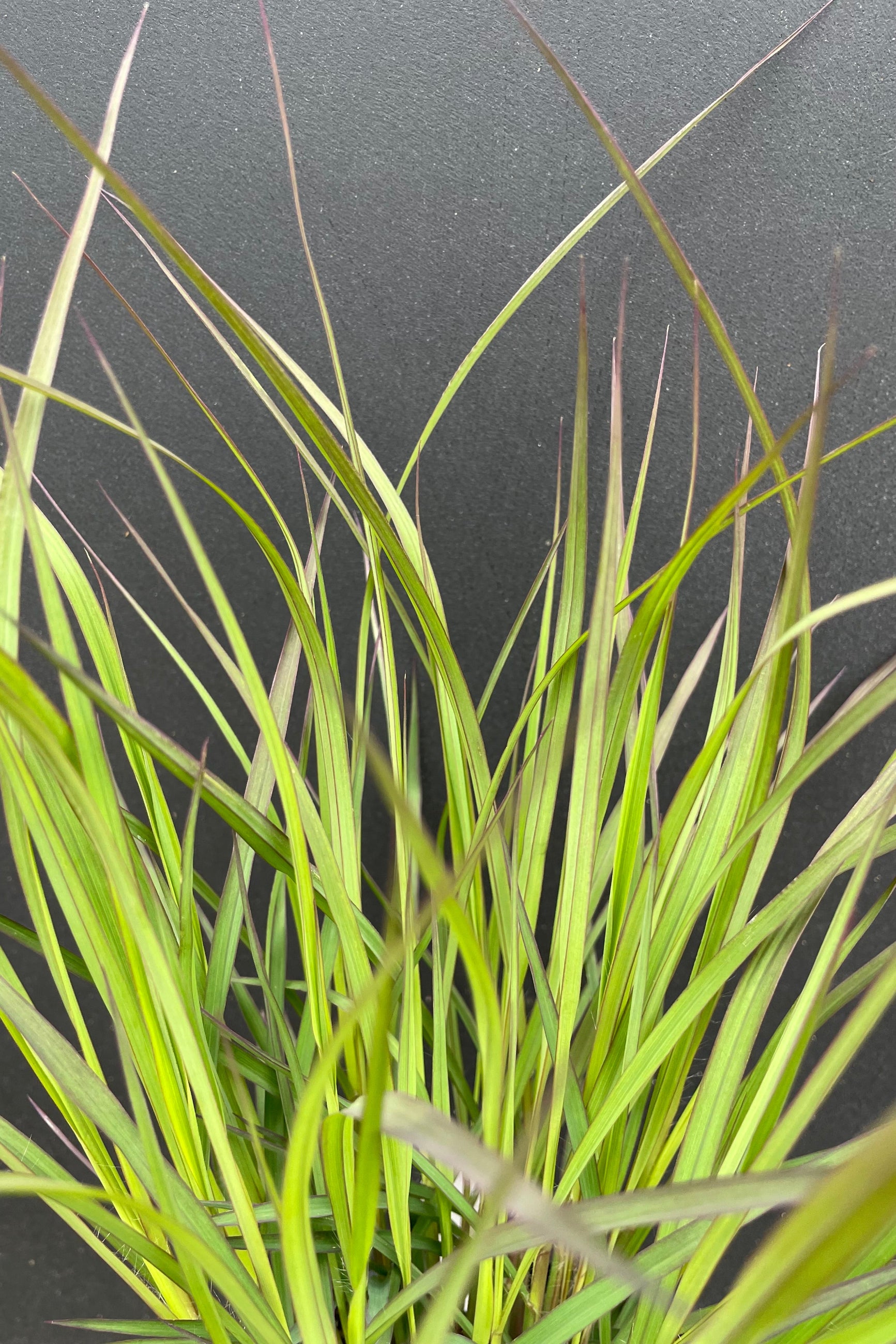 Andropogon 'Blackhawks' grass at the end of May starting to show the darker blade tips against a black backdrop at Sprout-home. ©Sprout Home
