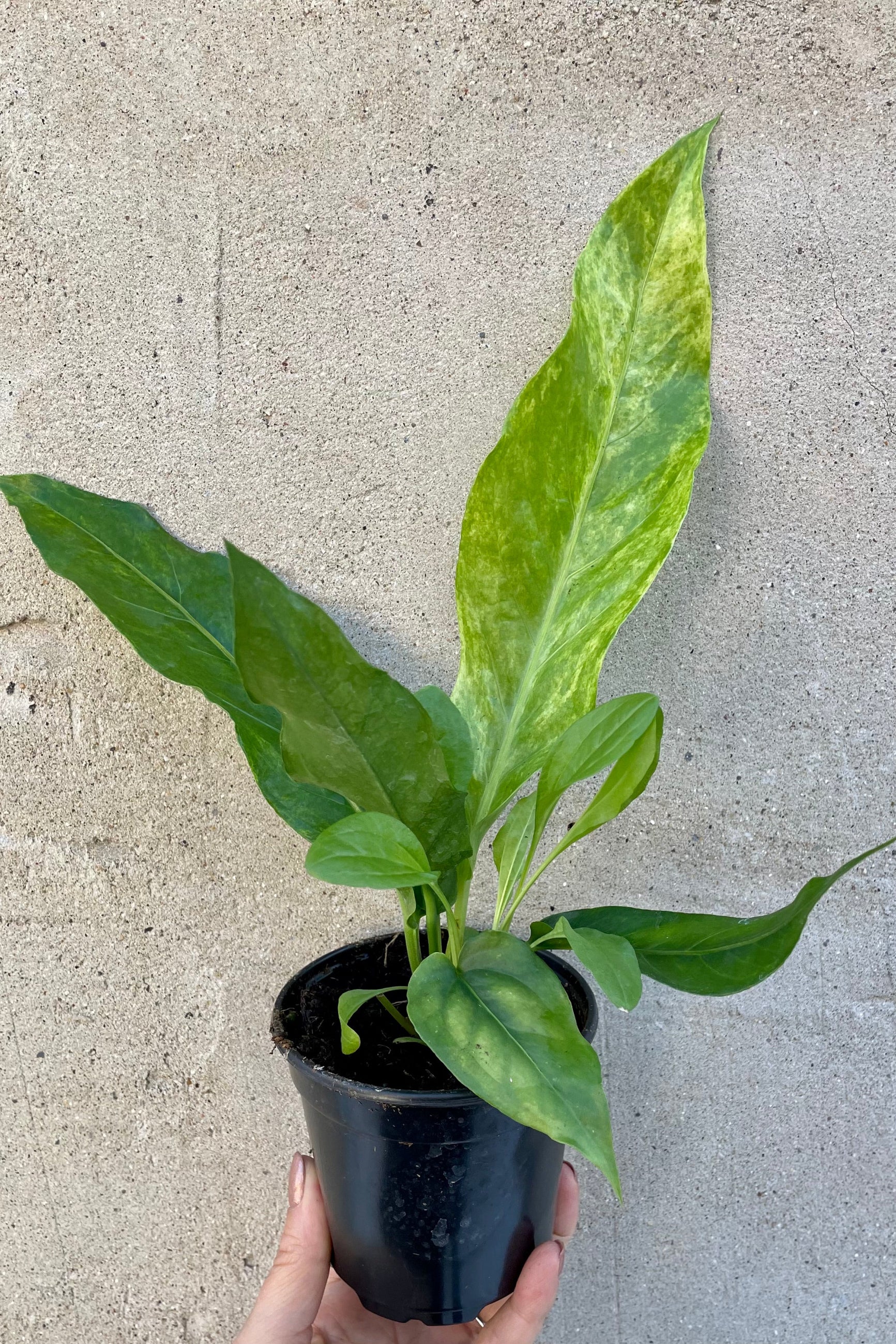 Anthurium hookeri variegated in a 4" growers pot at Sprout-home being held against a grey wall. 