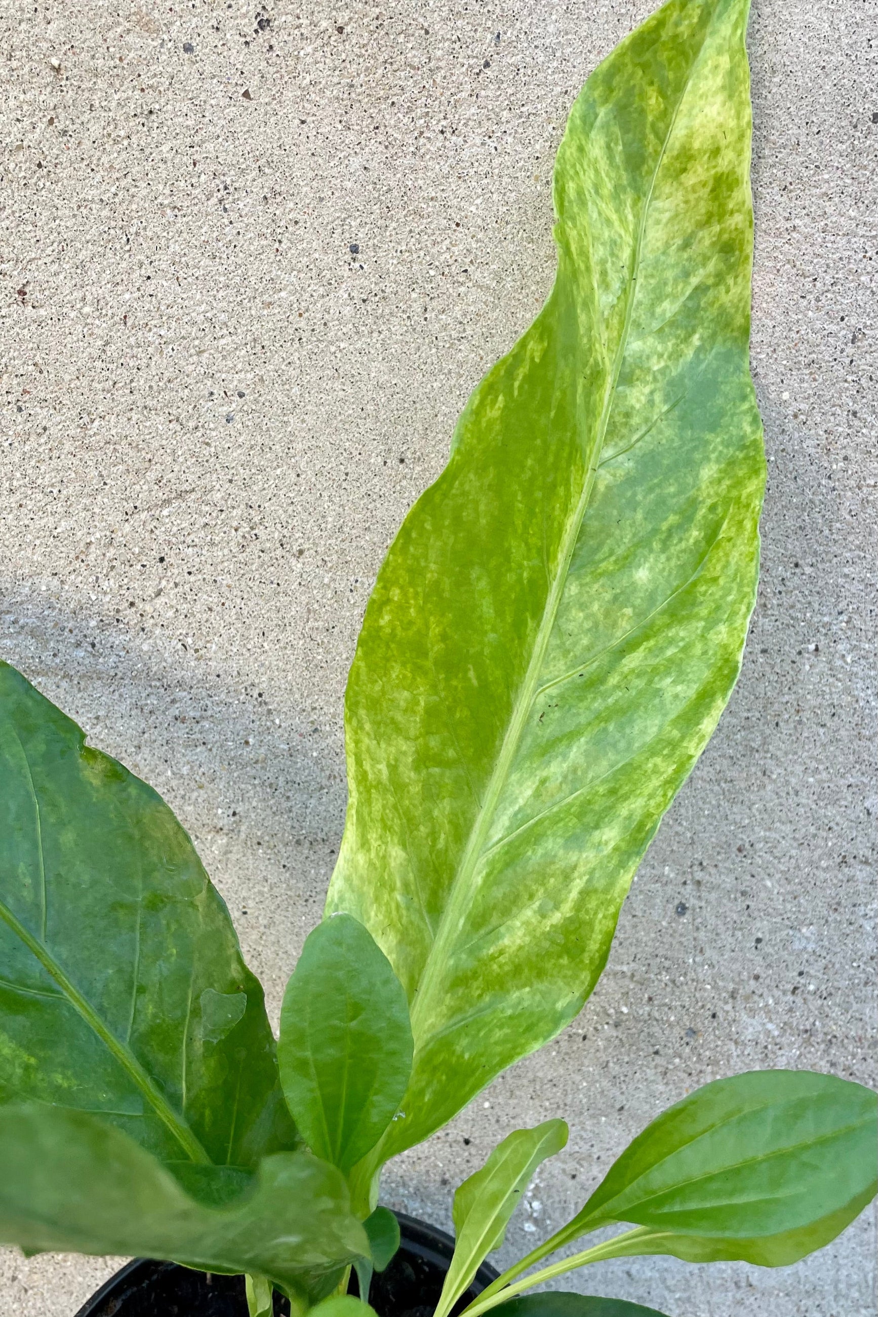 Detail picture of the variegated leaves of a young Anthurium hookeri plant at Sprout-home.
