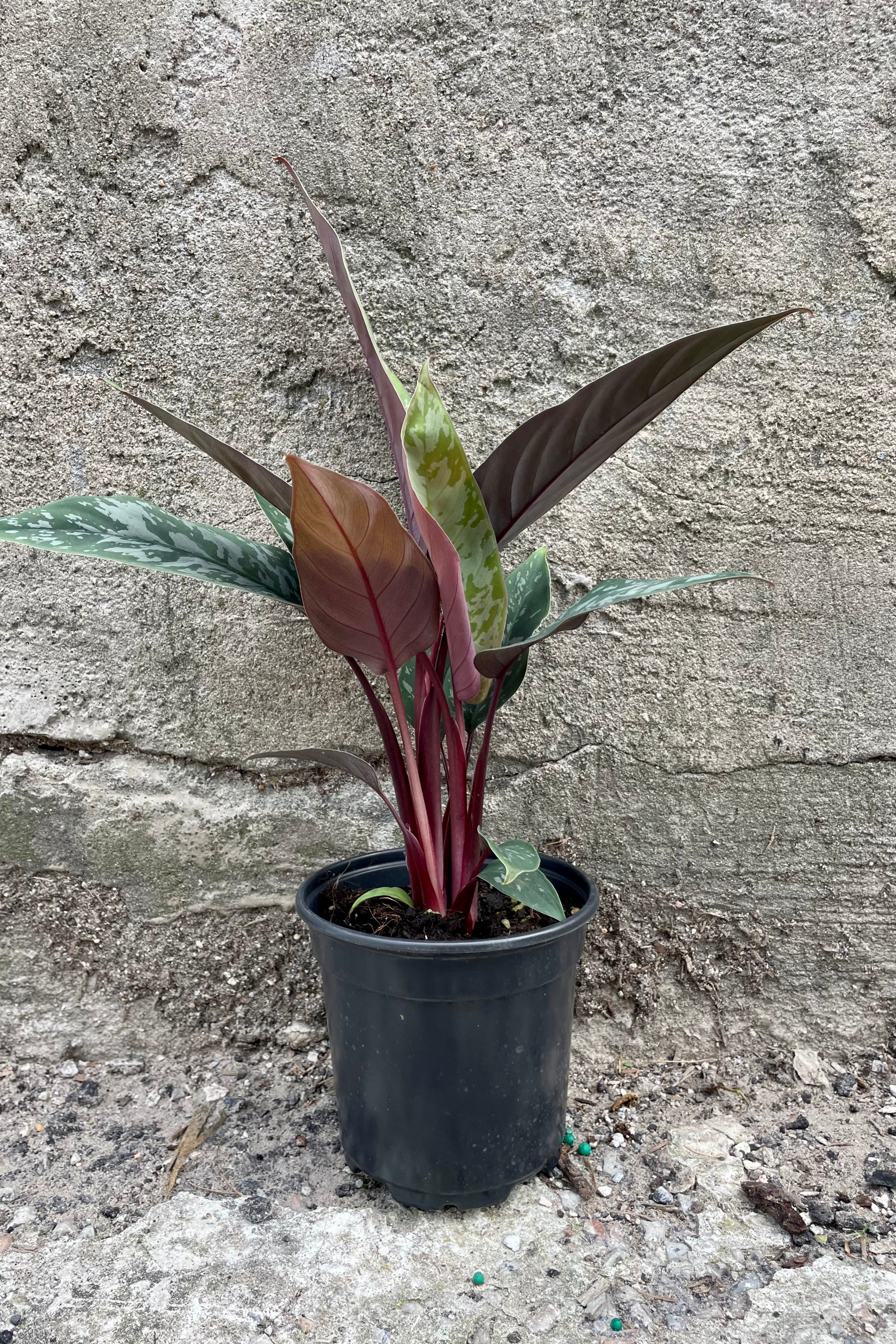 Photo of Apoballis plant in black pot against gray wall at Sprout-home.
