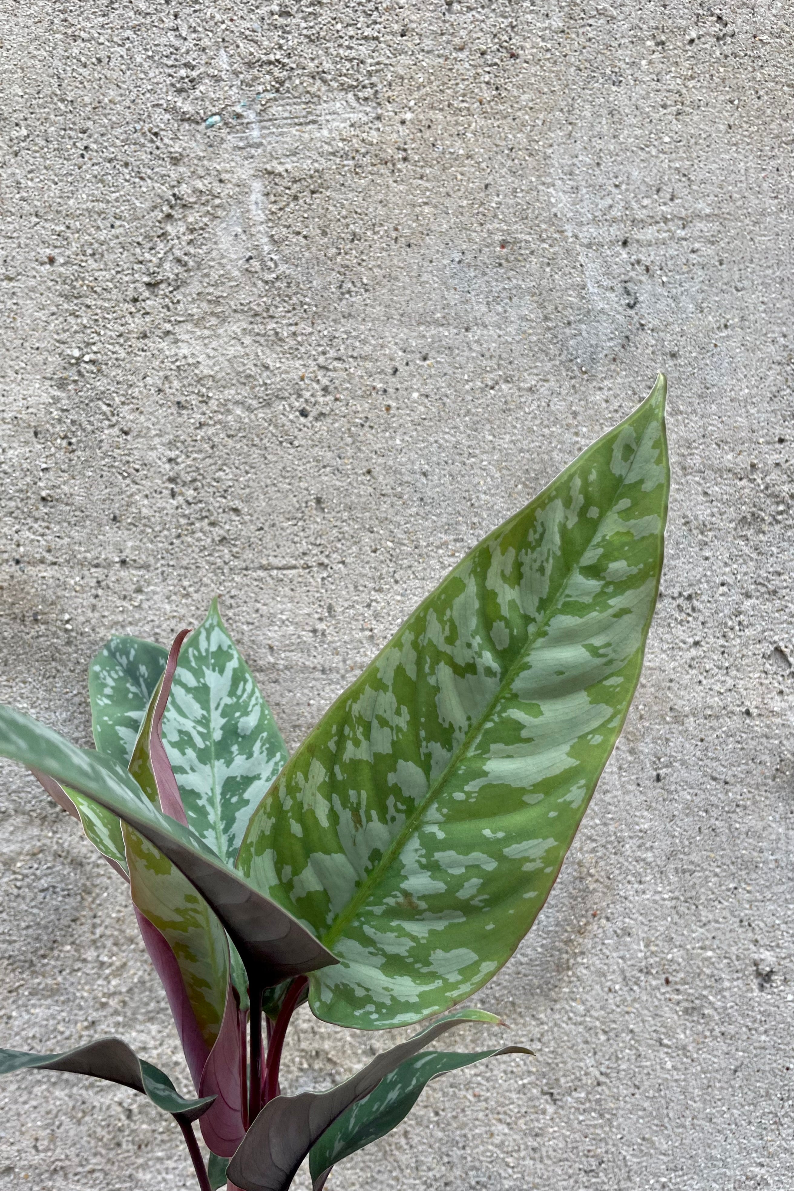 Photo of Apoballis leaves of green, silver and purple against concrete wall at Sprout-home.
