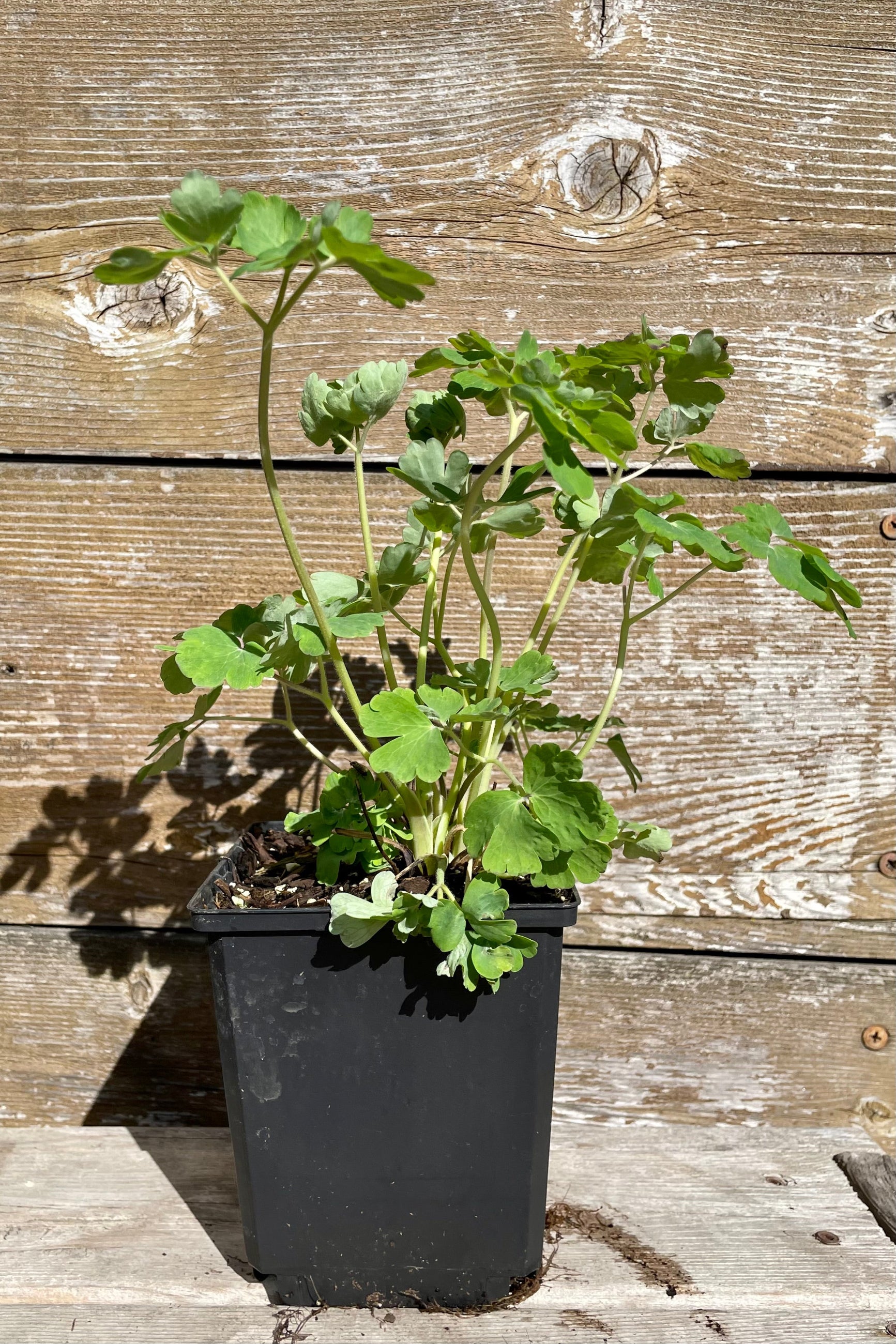 Aquilegia alpina in a 1qt size pot the beginning of the season mid April just starting to show its perfectly lobed green leaves before budding. ©Sprout Home