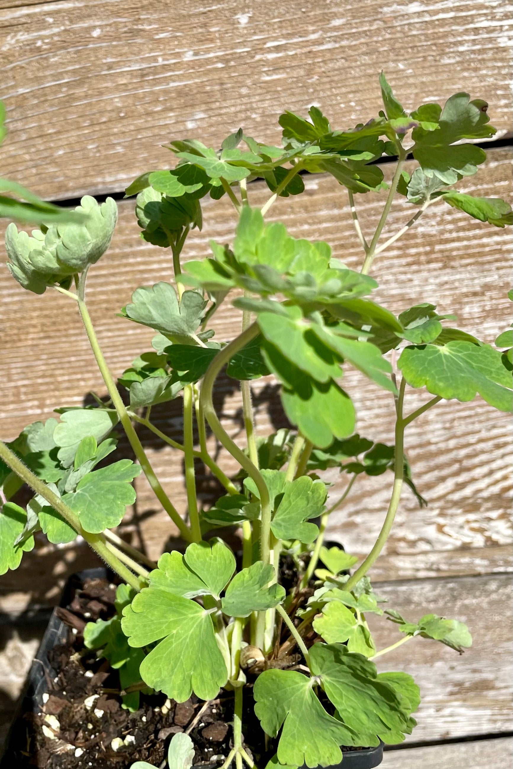 Detail photo of the lobed green foliage of the Aquilegia alpine that just emerged the middle of April at Sprout-home. ©Sprout Home