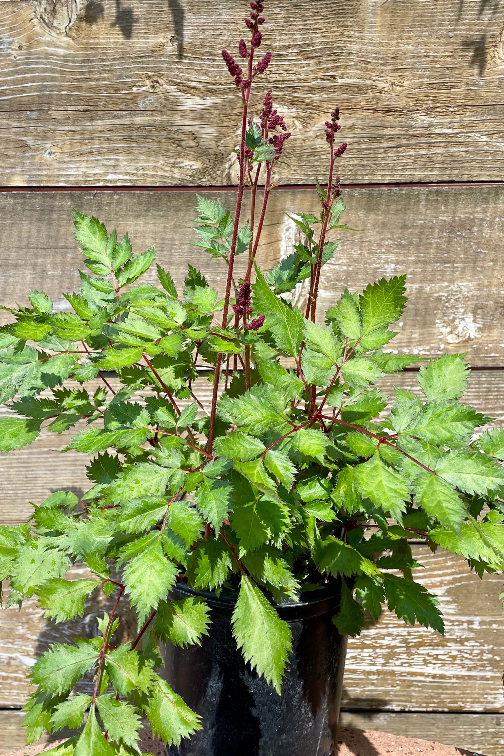 #1 container of Astilbe 'Vision in Red' in mid June showing bud and bloom against a cedar fence at Sprout-home.©Sprout Home