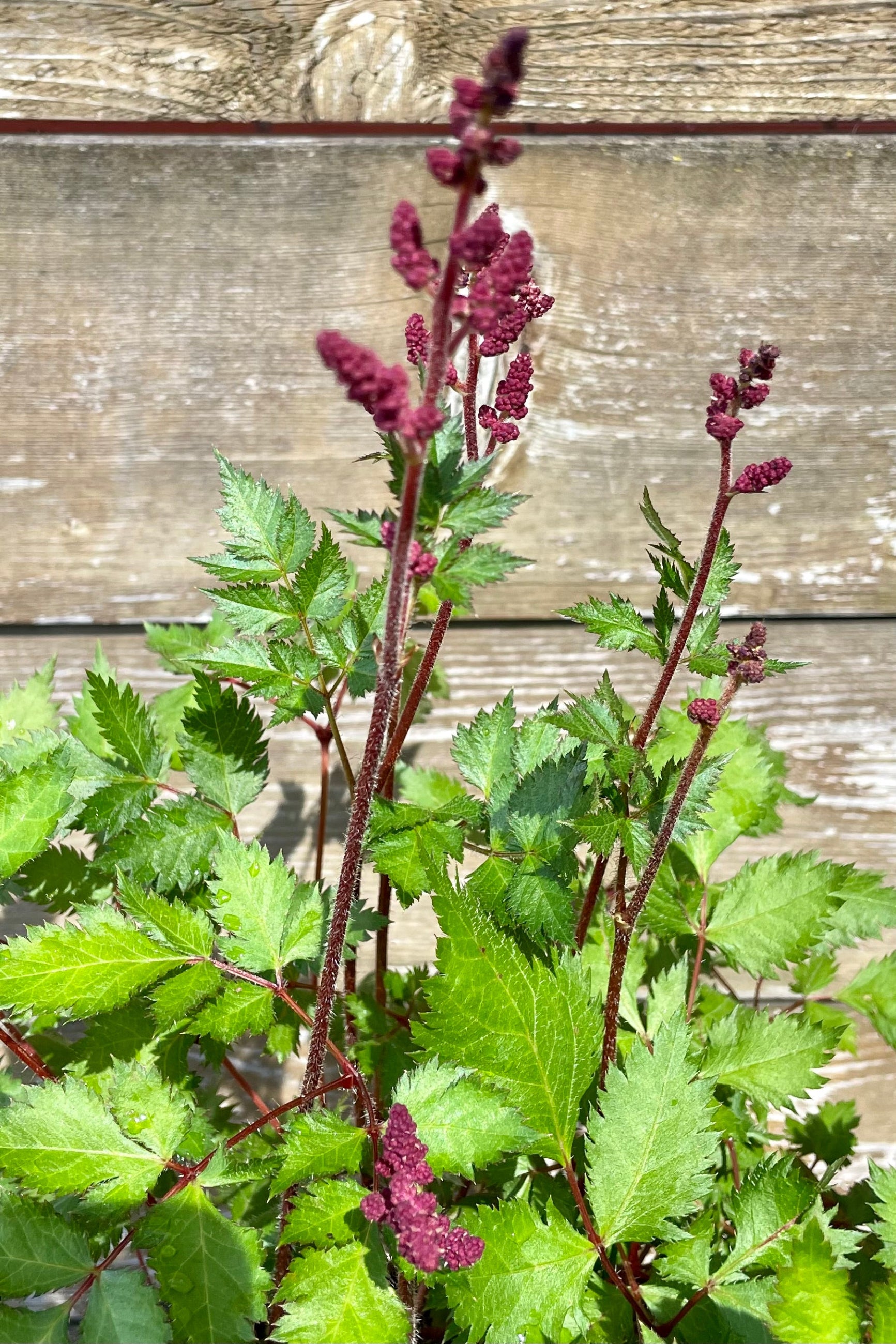 The Astilbe 'Vision in Red' budding and starting to bloom in mid June showing the deep burgundy red blooms on top of dark green foliage and burgundy stems against a wood fence at Sprout-home.©Sprout Home