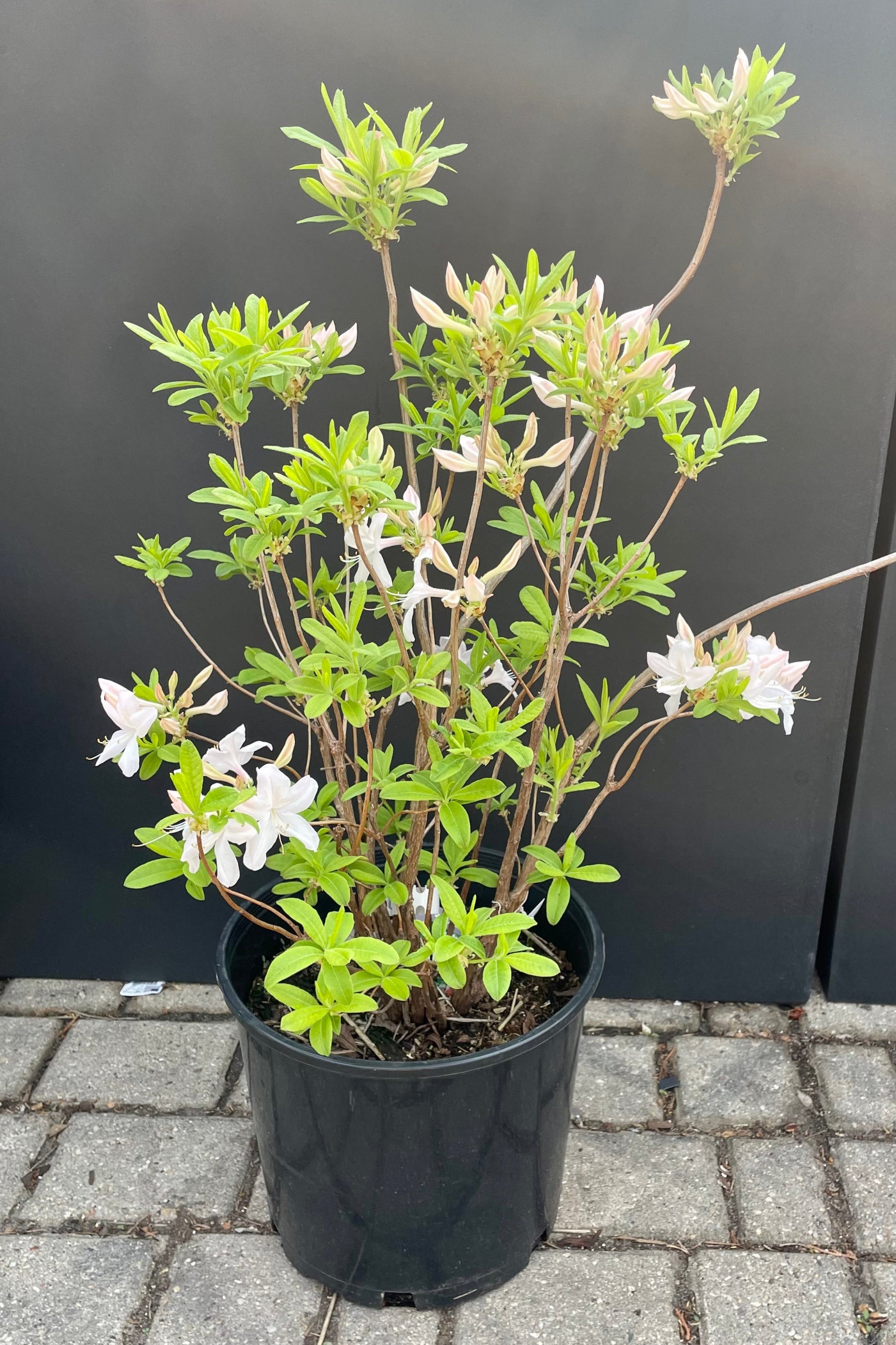 The Azalea 'White Lights' in a #3 growers pot, detail picture showing the white buds about to bloom , and some open, against a black wall at Sprout-home. ©Sprout Home