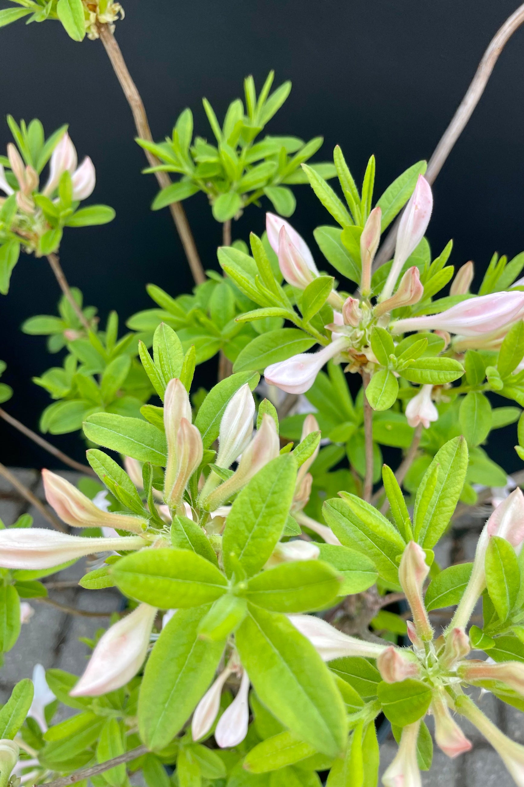 The Azalea 'White Lights' detail picture showing the white buds about to bloom against a black wall at Sprout-home. ©Sprout Home