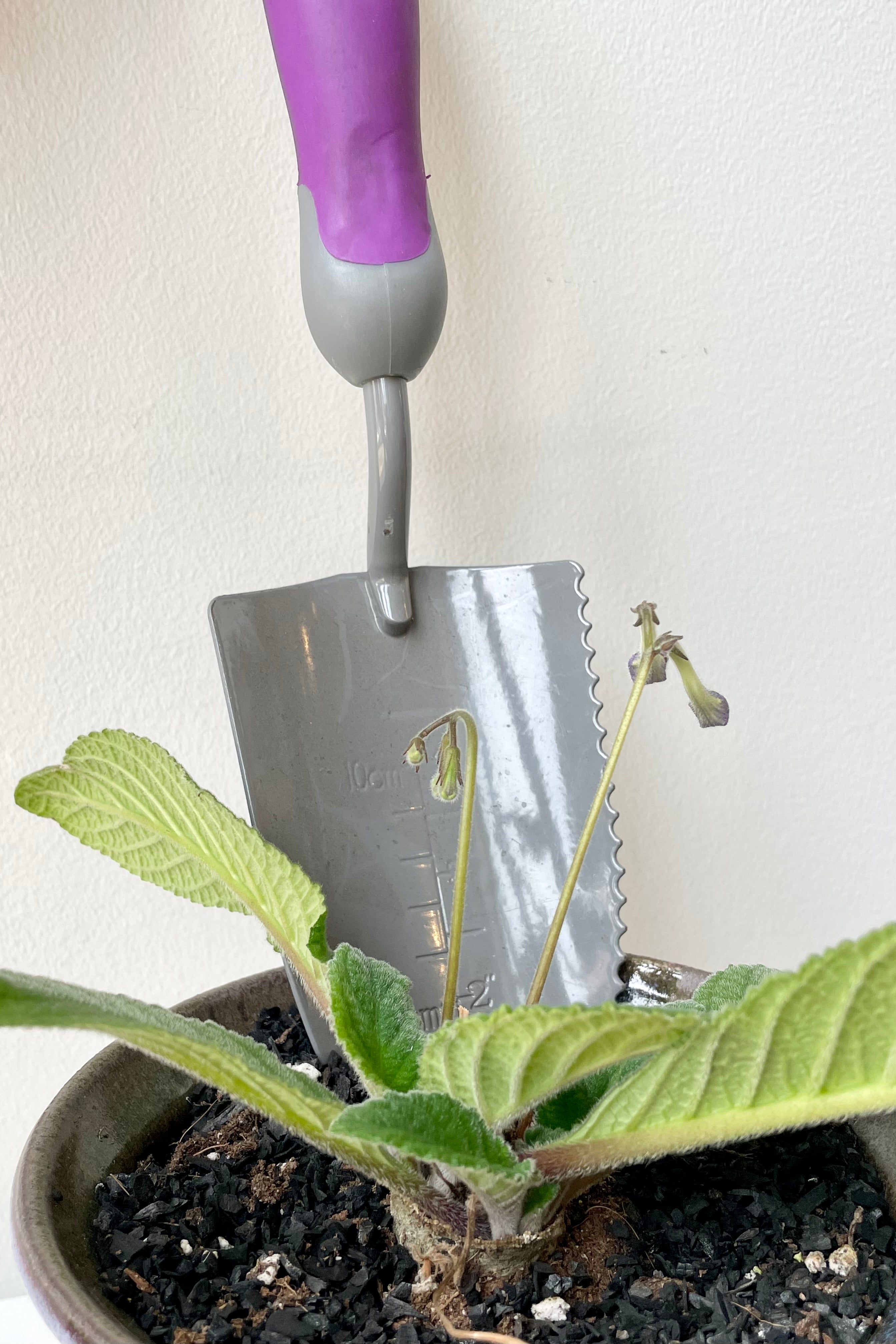 detail of Bloom Serrated Transplanter in purple