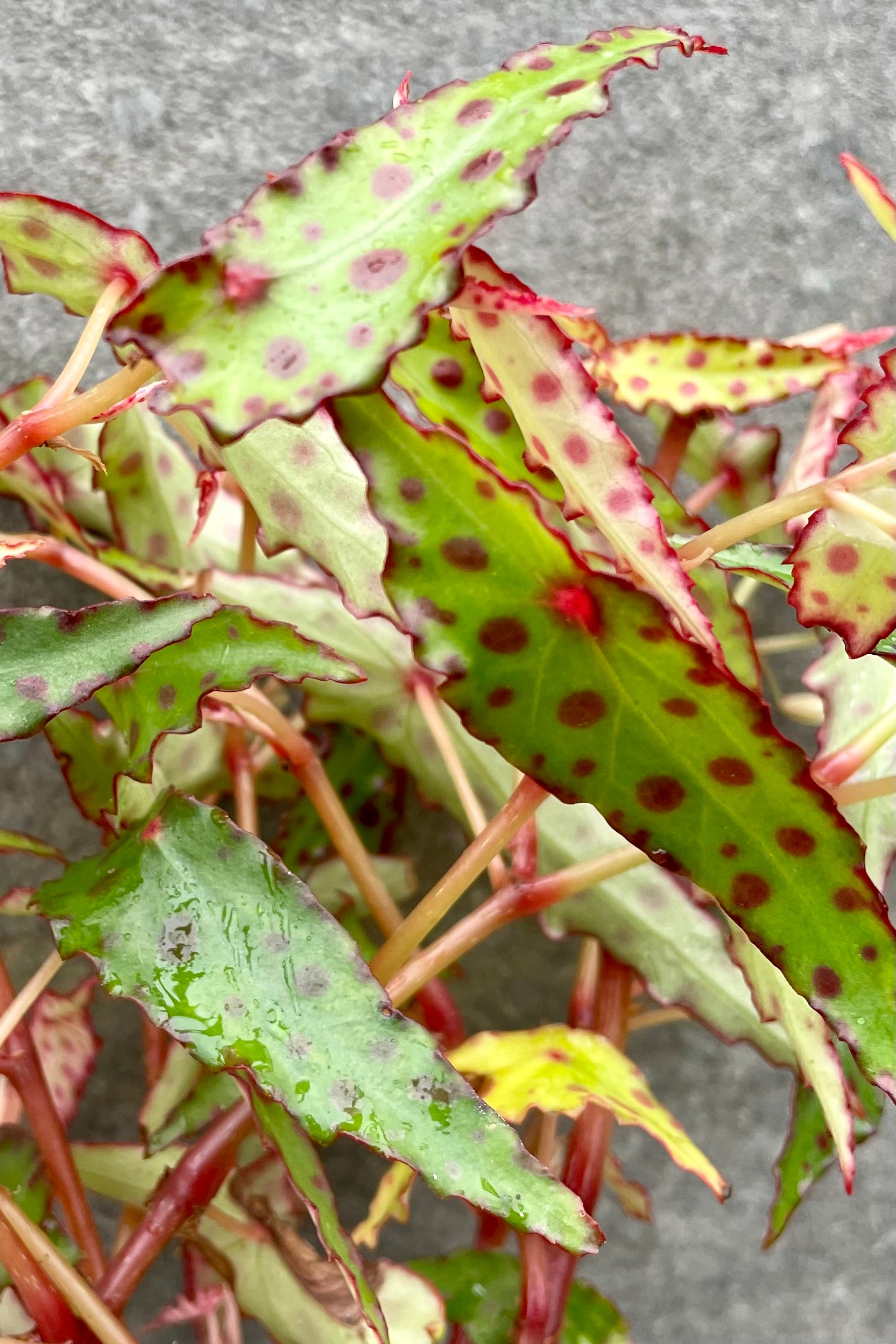 detail of  Begonia amphioxus 4" Rich text editor against a grey wall