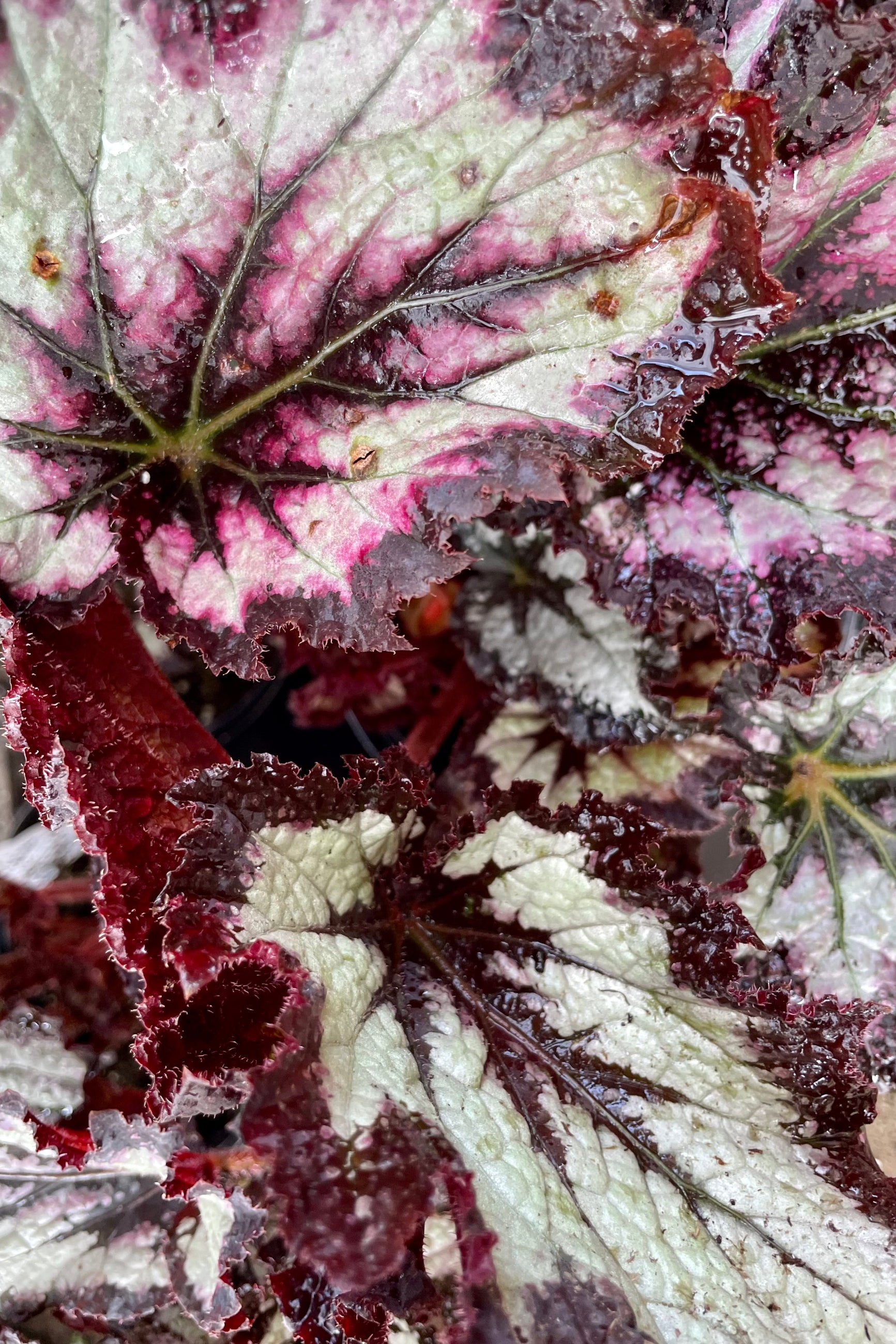 Detailed picture of the various cultivar leaves of Begonia Rex plants showing various shades of deep pink, burgundy and green on their jagged leaves. ©Sprout Home
