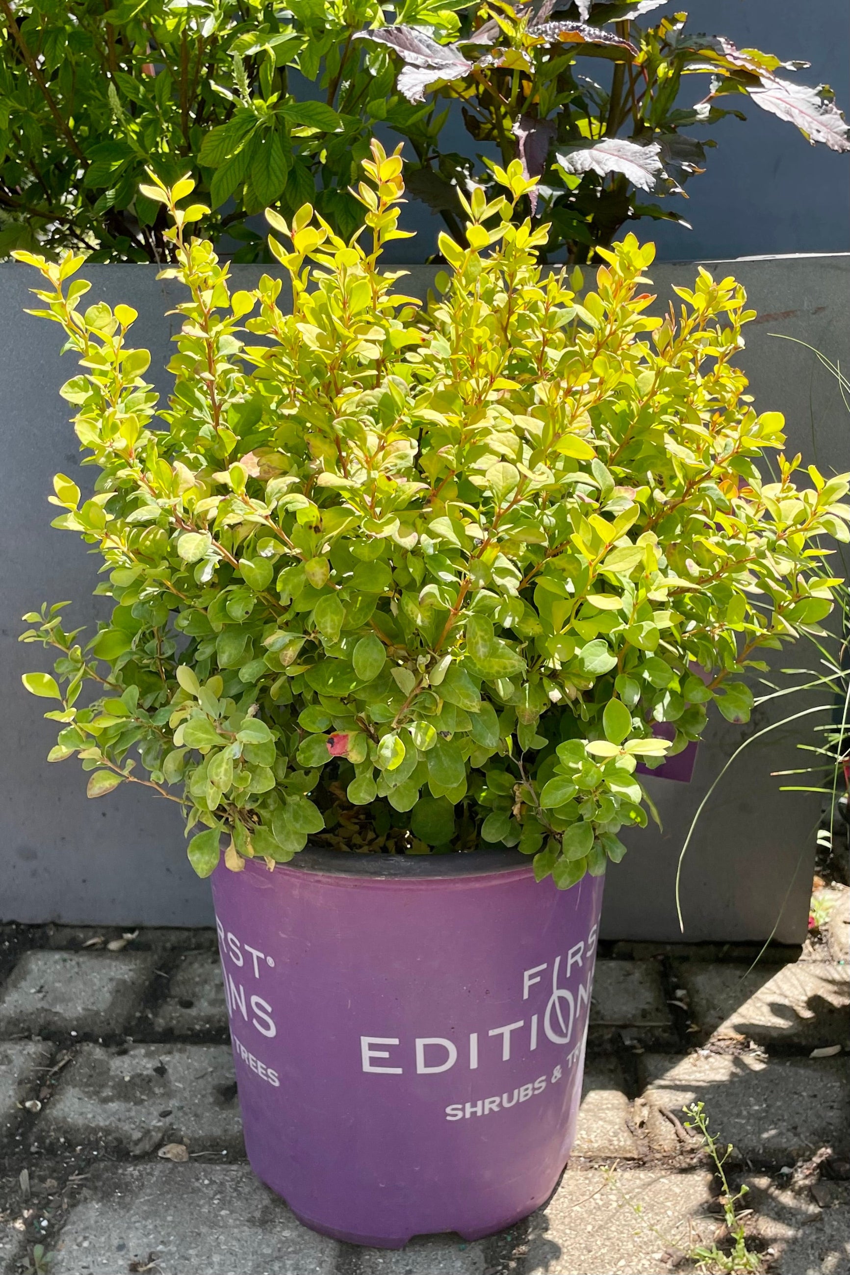 A #2 container of the Berberis 'Limoncello' shrub showing the bright chartreuse foliage with red to orange mottling towards the end of June in the Sprout-home yard. ©Sprout Home