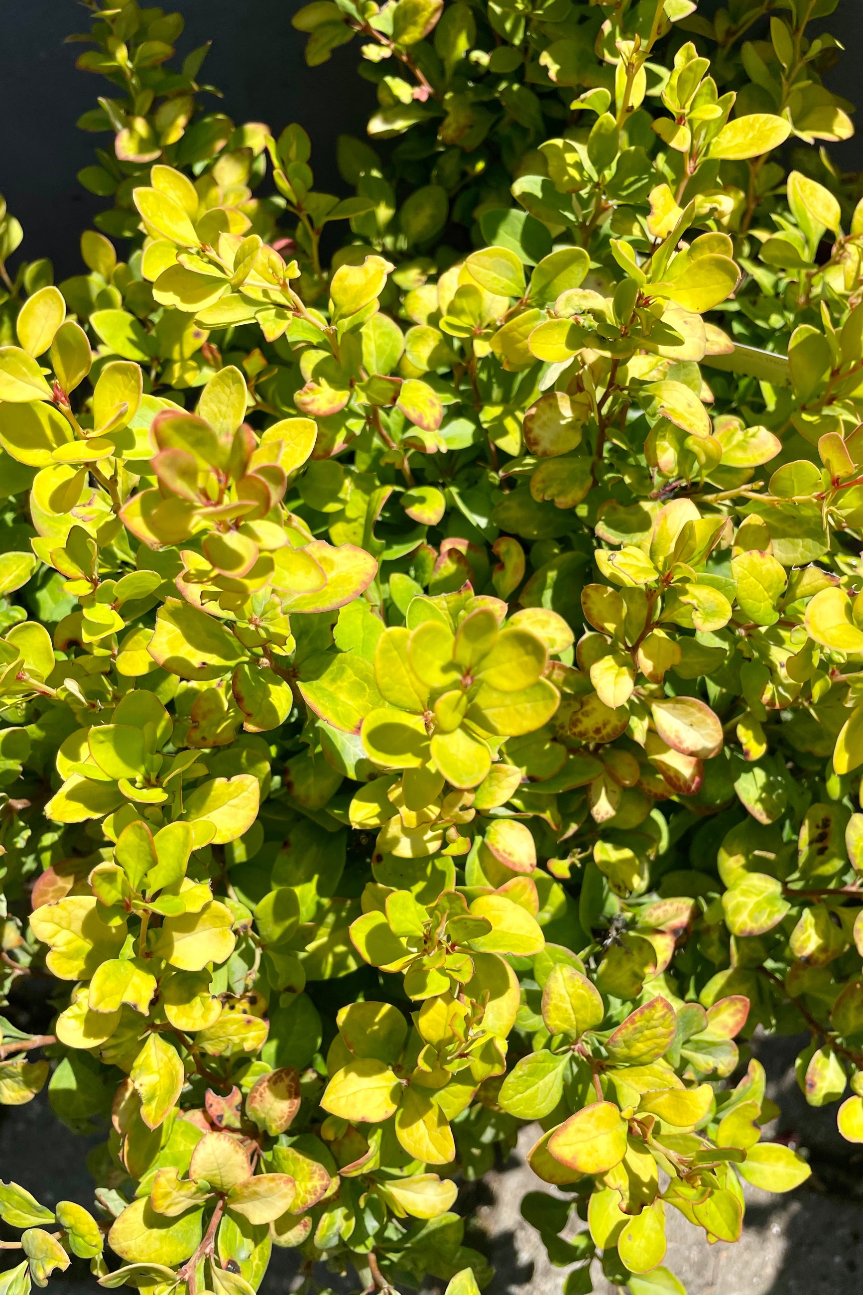 The bright chartreuse foliage with red to orange mottling towards the end of June of the Berberis 'Limoncello' shrub at Sprout-home ©Sprout Home