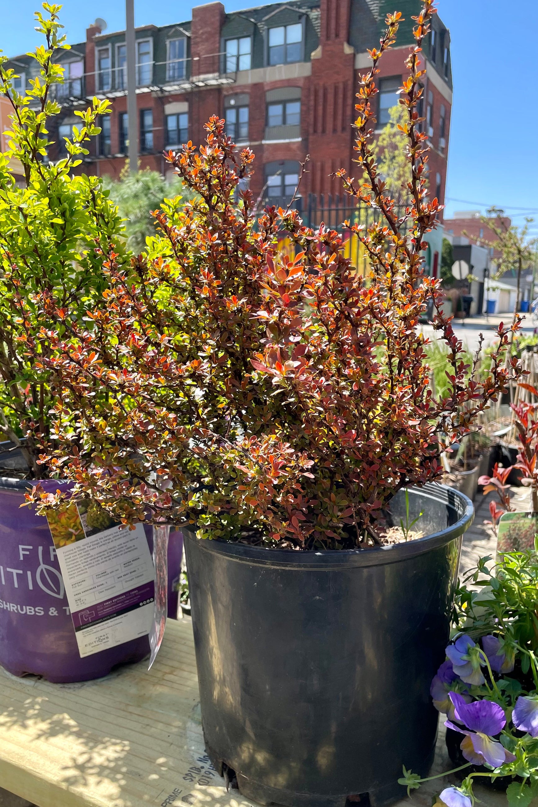 Berberis 'Admiration' in a #2 pot the middle of April showing its spring maroon coloration on its ovate leaves at Sprout-home.  ©Sprout Home
