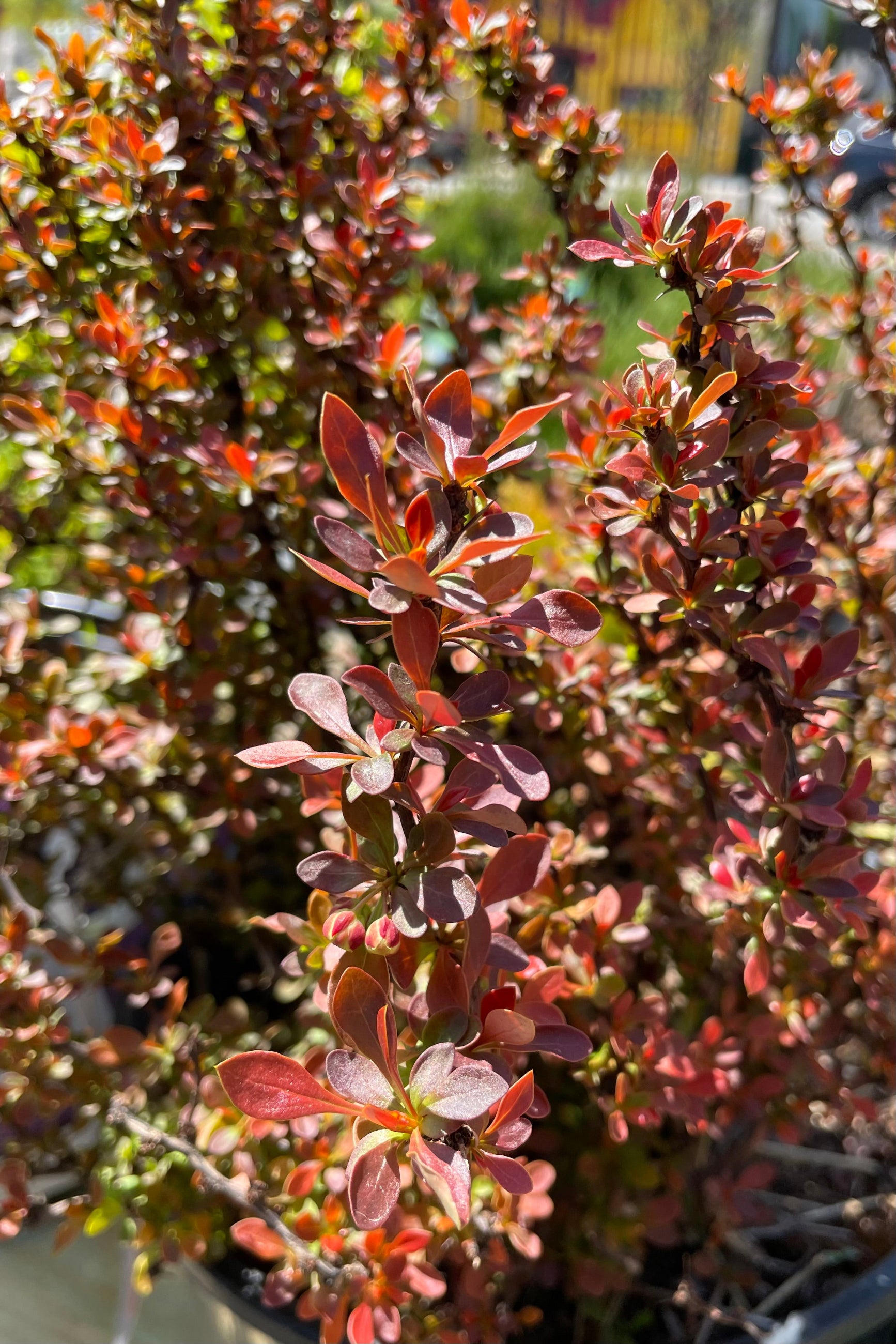 The dark red round to ovate leaves of the Berberis 'Admiration' the middle of April at Sprout-home.  ©Sprout Home
