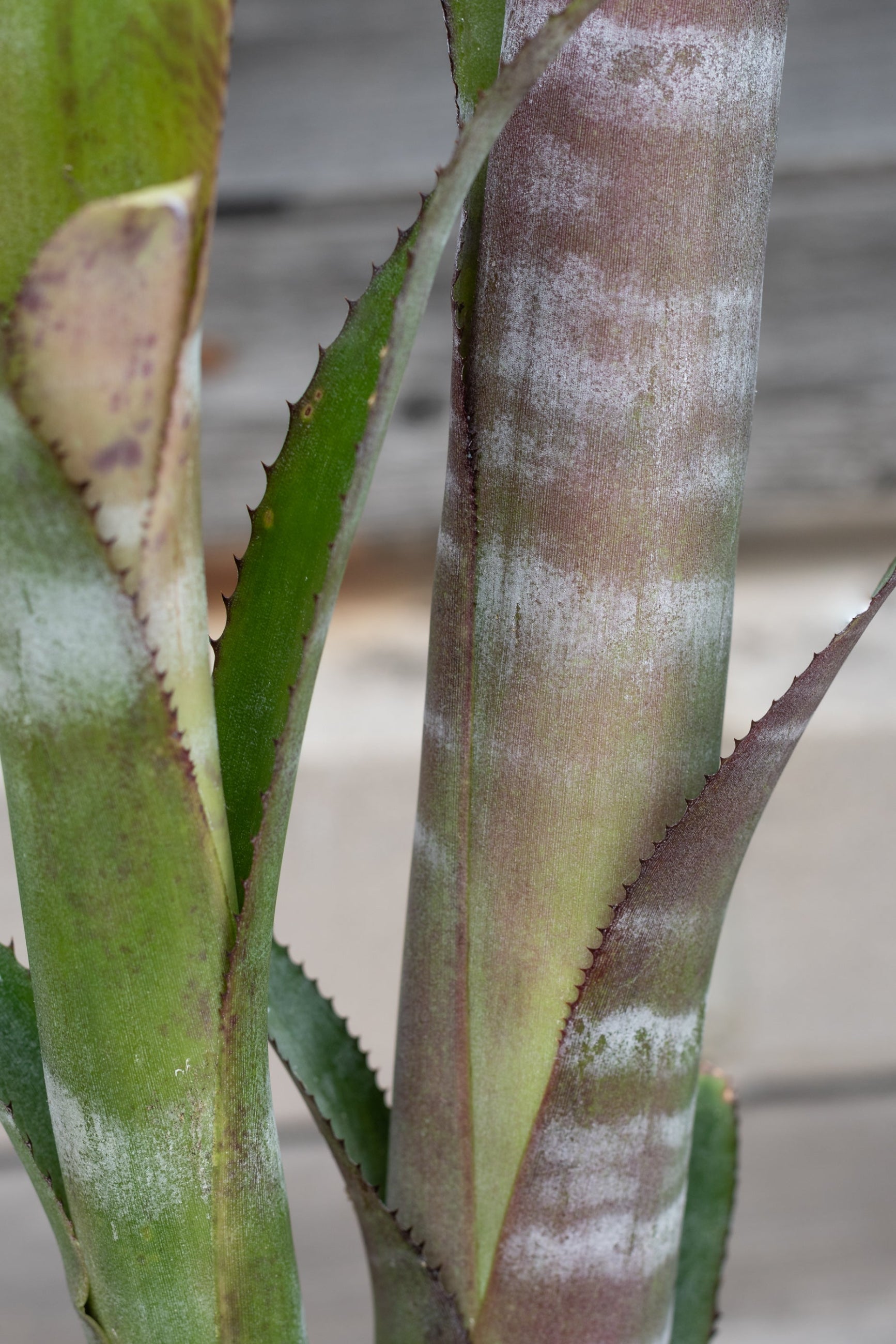 Close up of Billbergia 'Ralph Graham French'