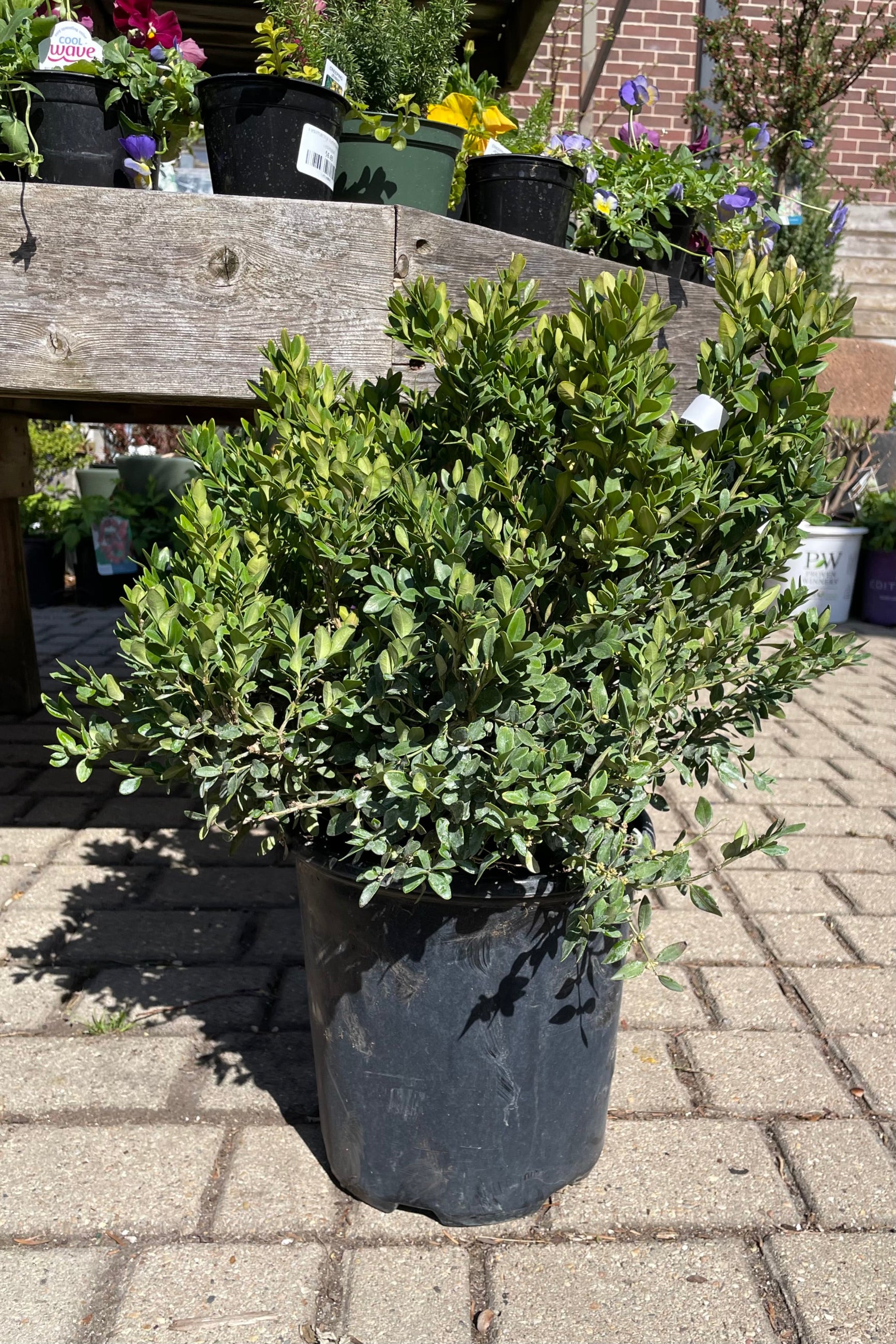 Buxus 'Chicagoland Green' in a #2 pot in April at Sprout-home. ©Sprout Home