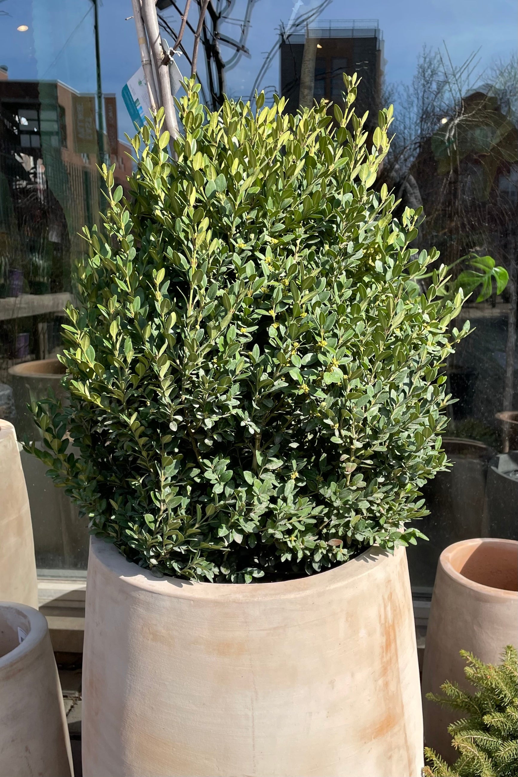 Buxus 'Green Mountain' shrub in a #5 growers pot sitting in a decorative terracotta pot at Sprout-home the beginning of spring. ©Sprout Home 
