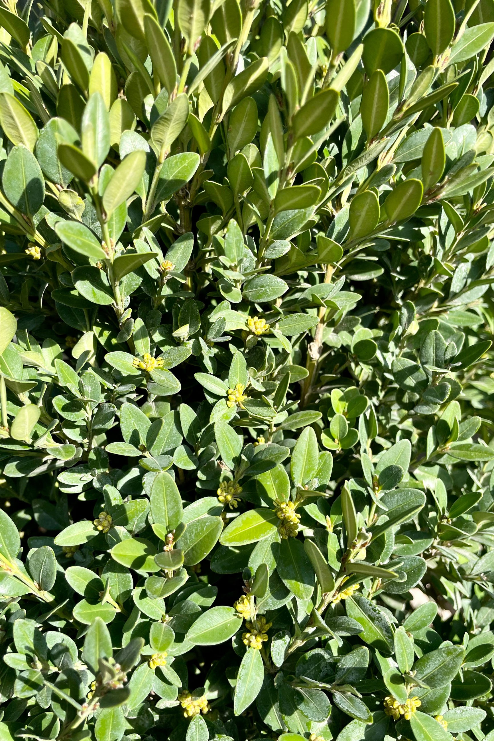 Detail picture of the ovate green evergreen leaves of the Buxus 'Green Mountain' shrub the beginning of spring at Sprout-home.  ©Sprout Home 