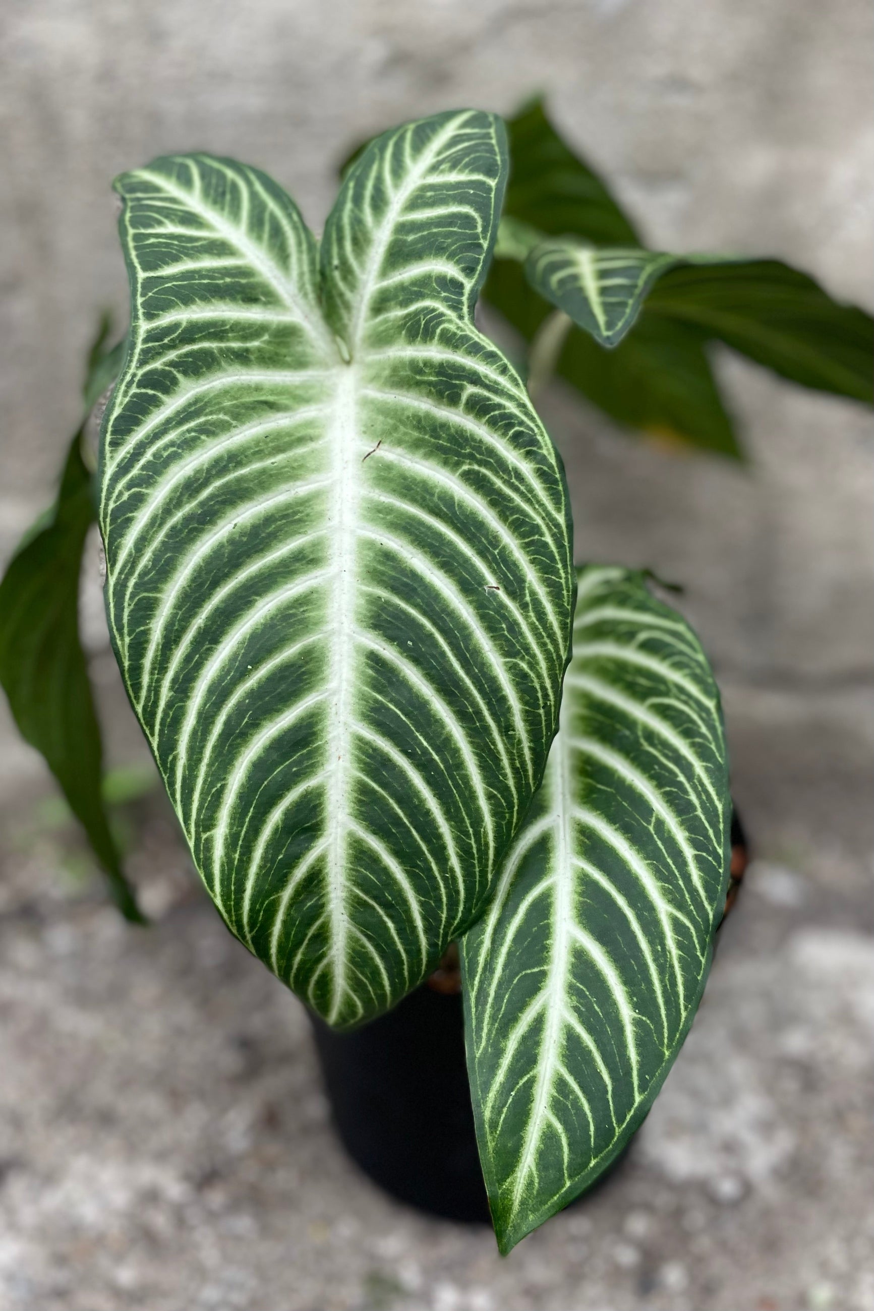 detail of Caladium lindenii 8"  green and white striped leaves against a grey all
