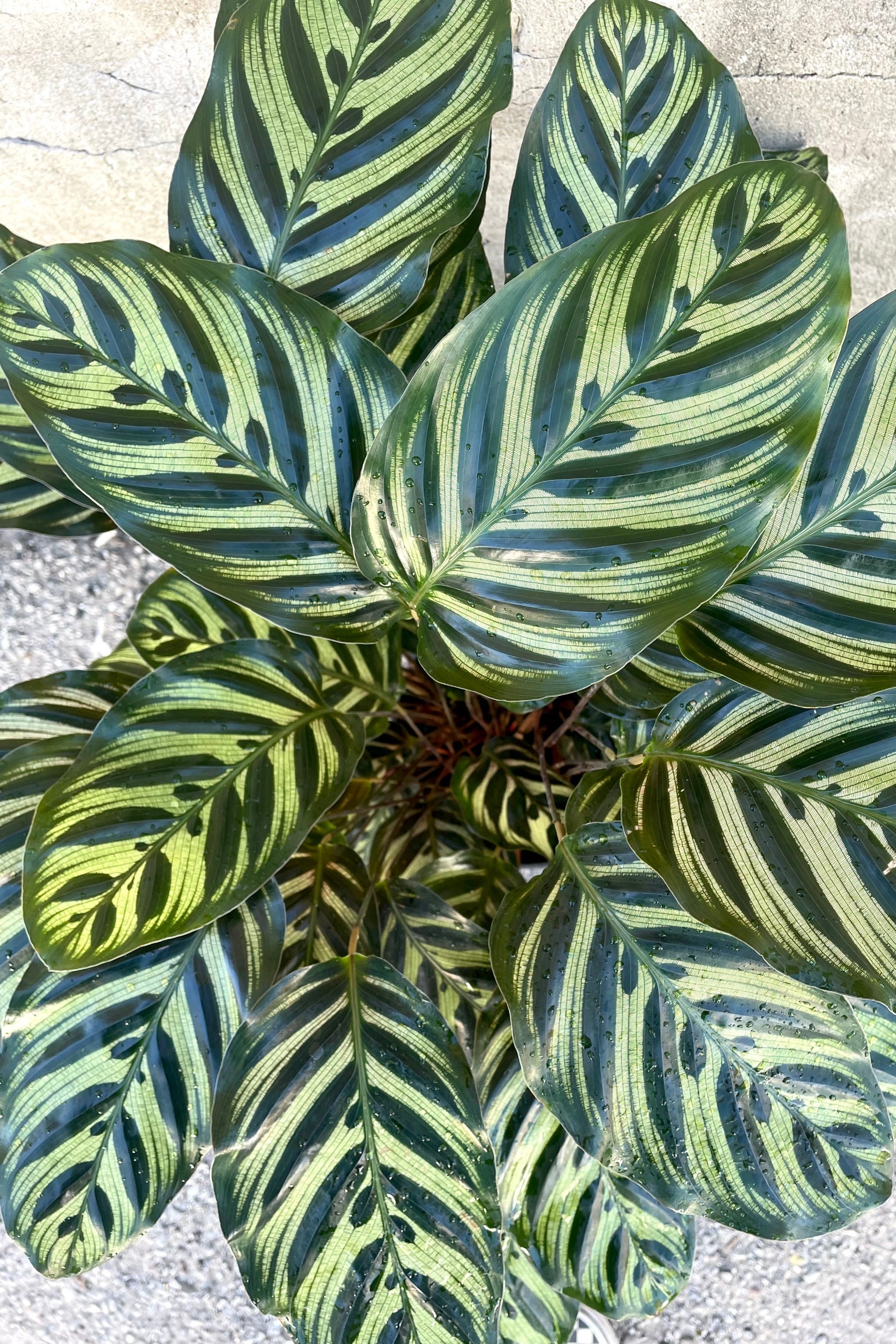 An overhead view of Calathea makoyana 8" against a concrete backdrop
