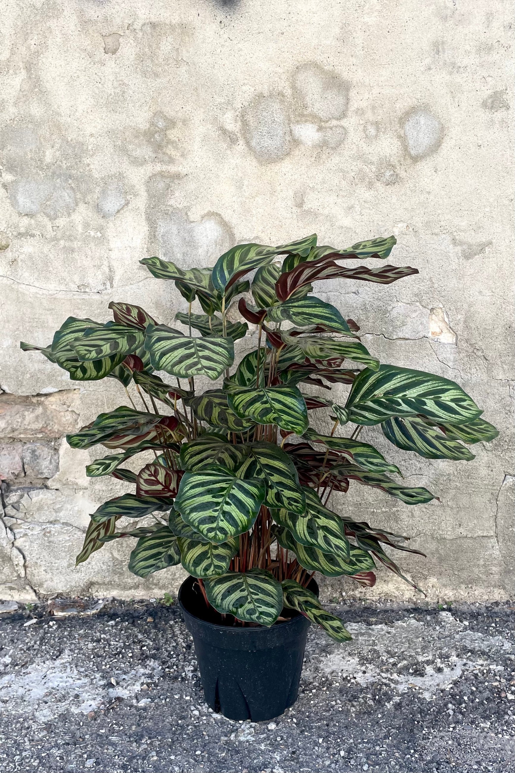 A full view of Calathea makoyana 8" against a concrete backdrop