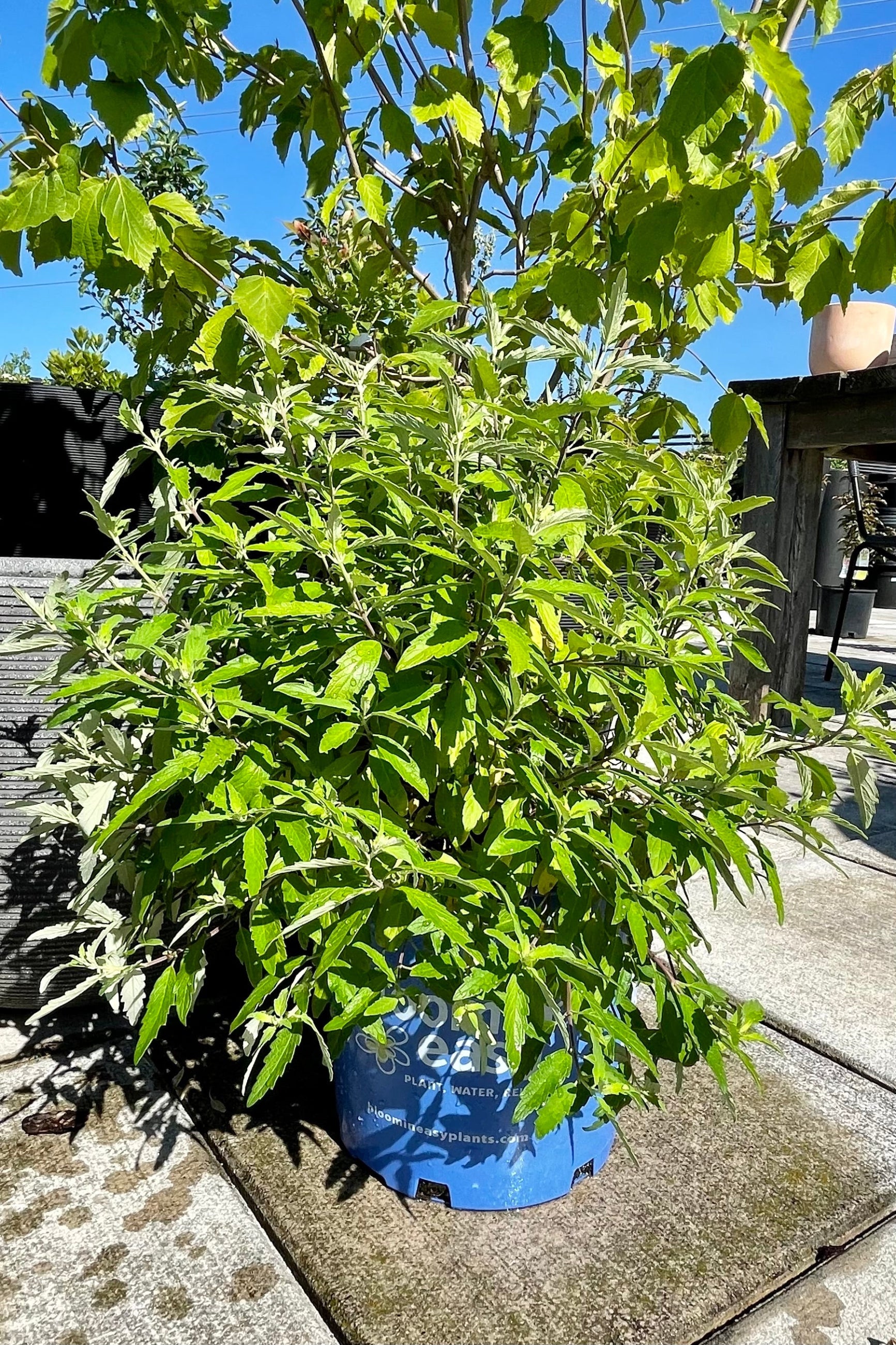 #2 pot size of the Caryopteris 'Beekeeper' bluebeard the end of June at Sprout-home showing the green leaves before bloom . ©Sprout Home