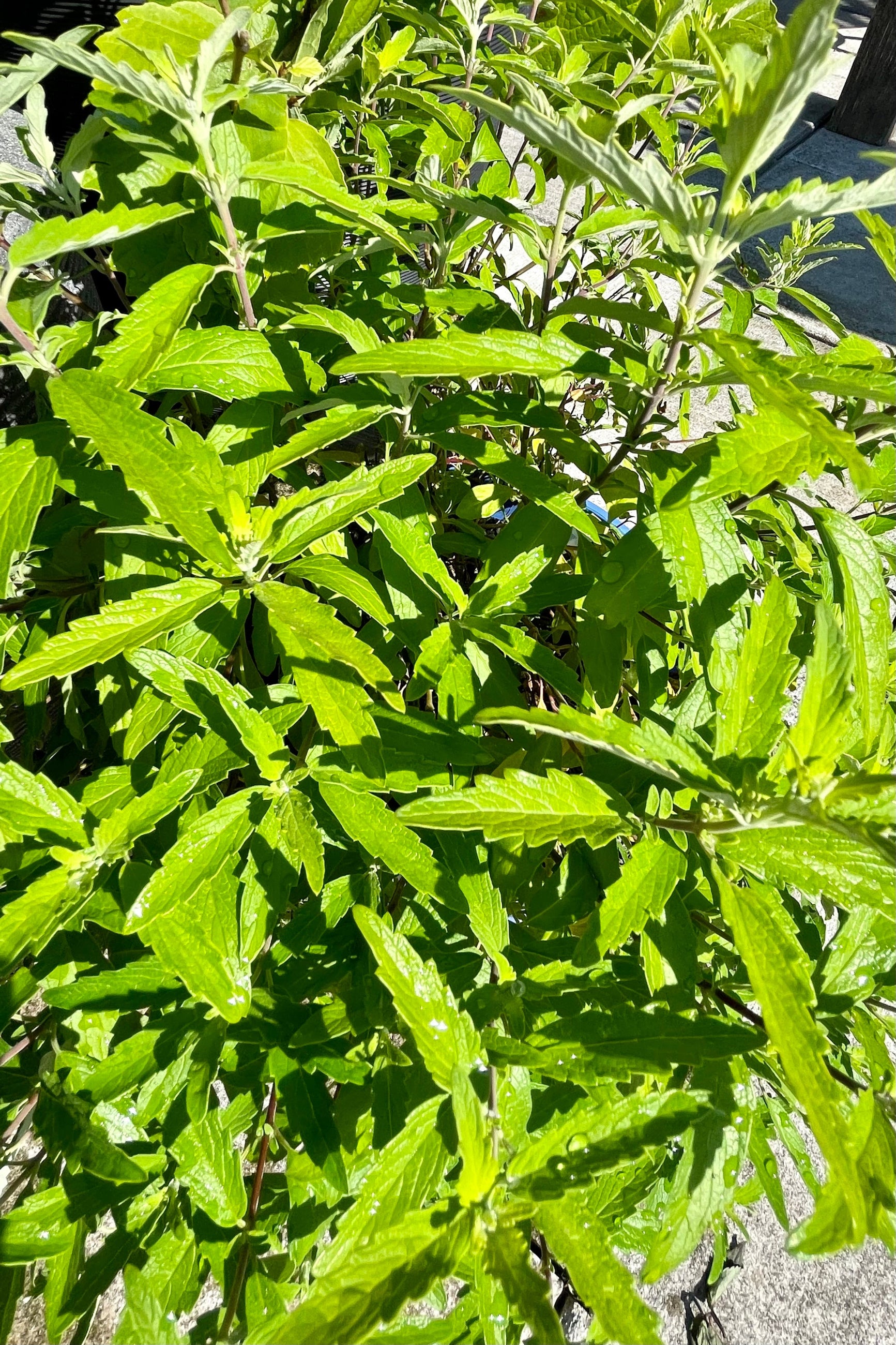 The Caryopteris 'Beekeeper' bluebeard green leaves detail before bloom the end of June at Sprout-home. ©Sprout Home