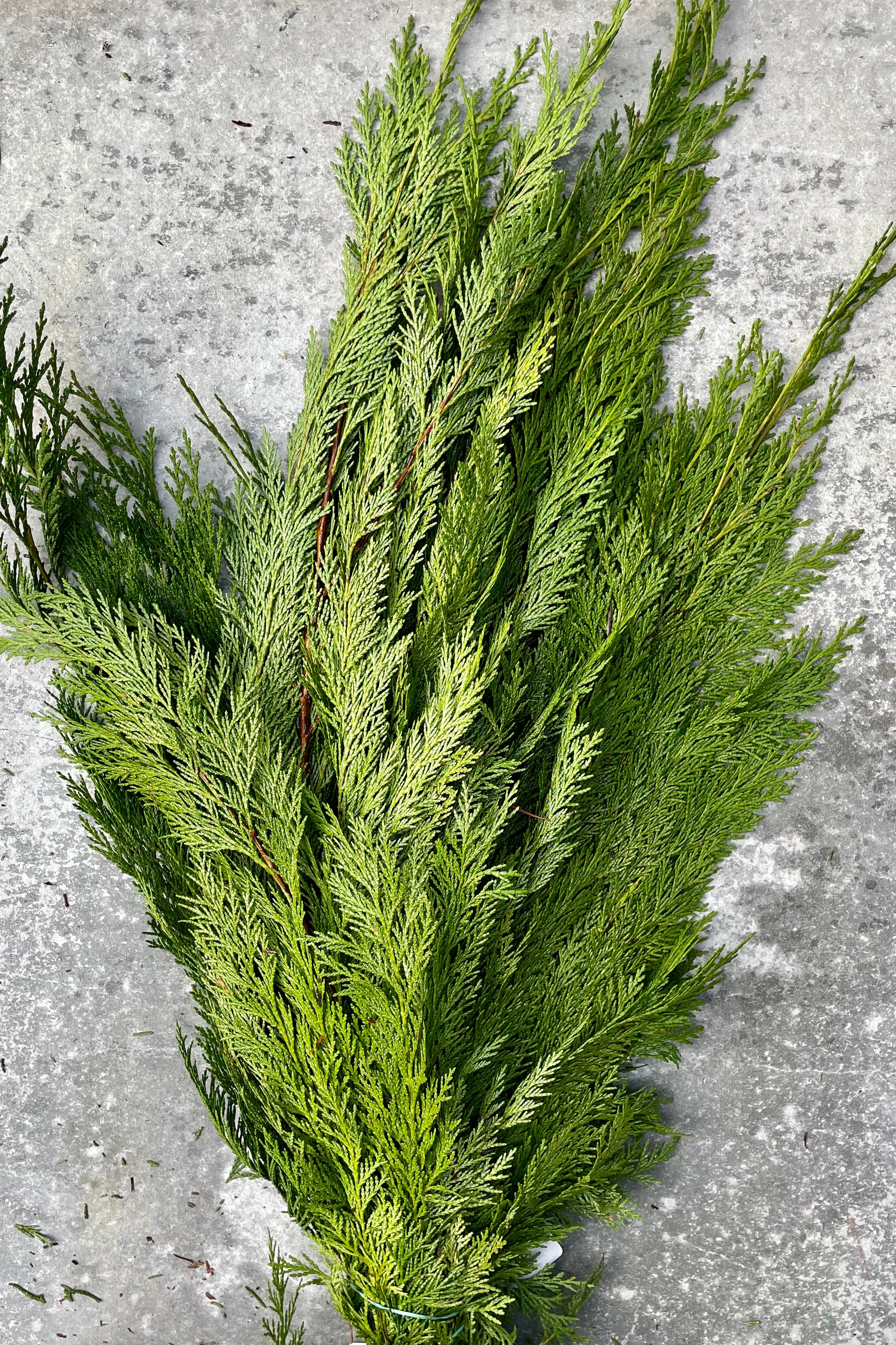 Bunch of Port Orford Cedar Bunch against a grey wall. 