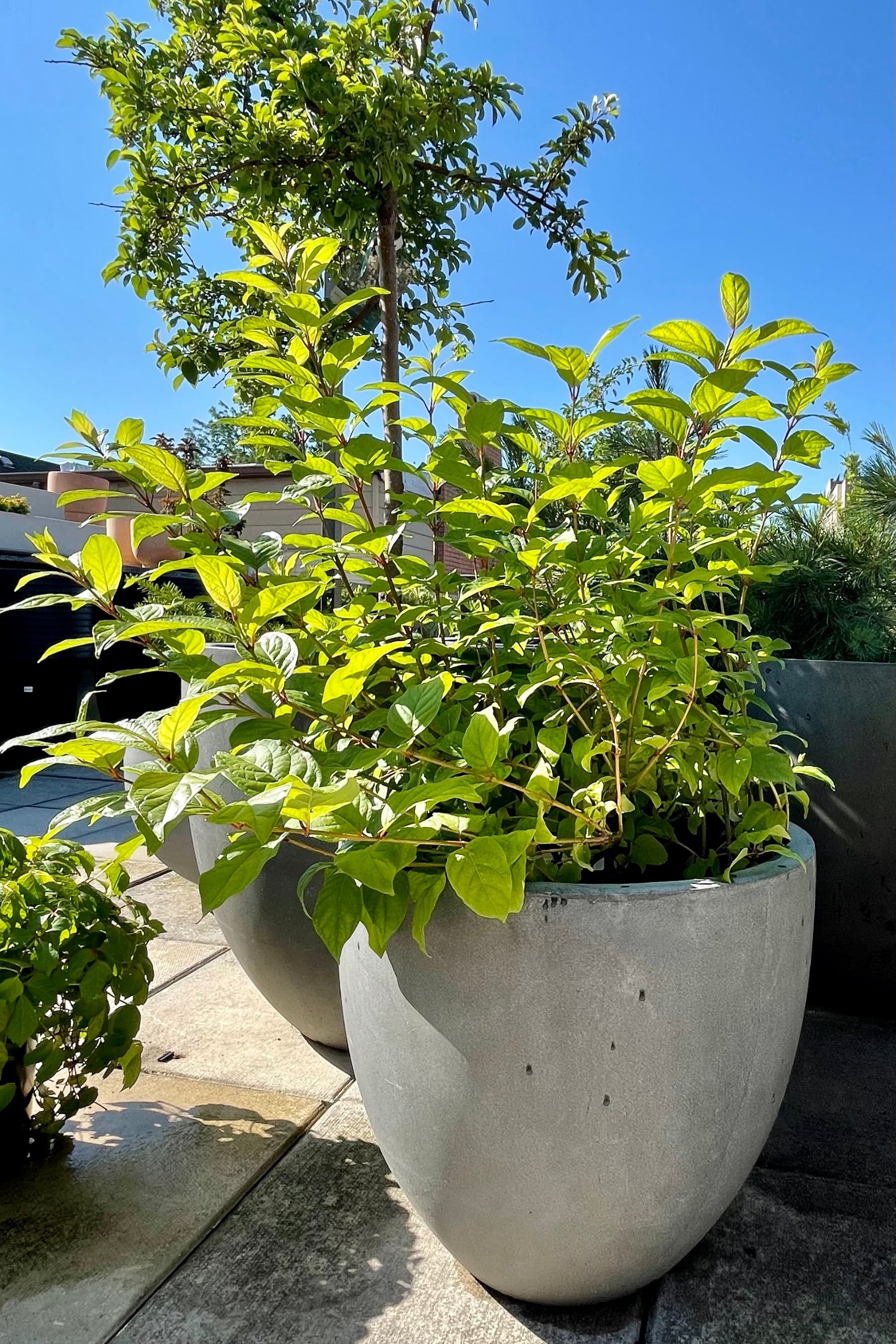 #2 Cephalanthus 'Fiber Optics' shrub sitting in a decorative gray container and blue sky in the background the end of June at Sprout-home. ©Sprout Home