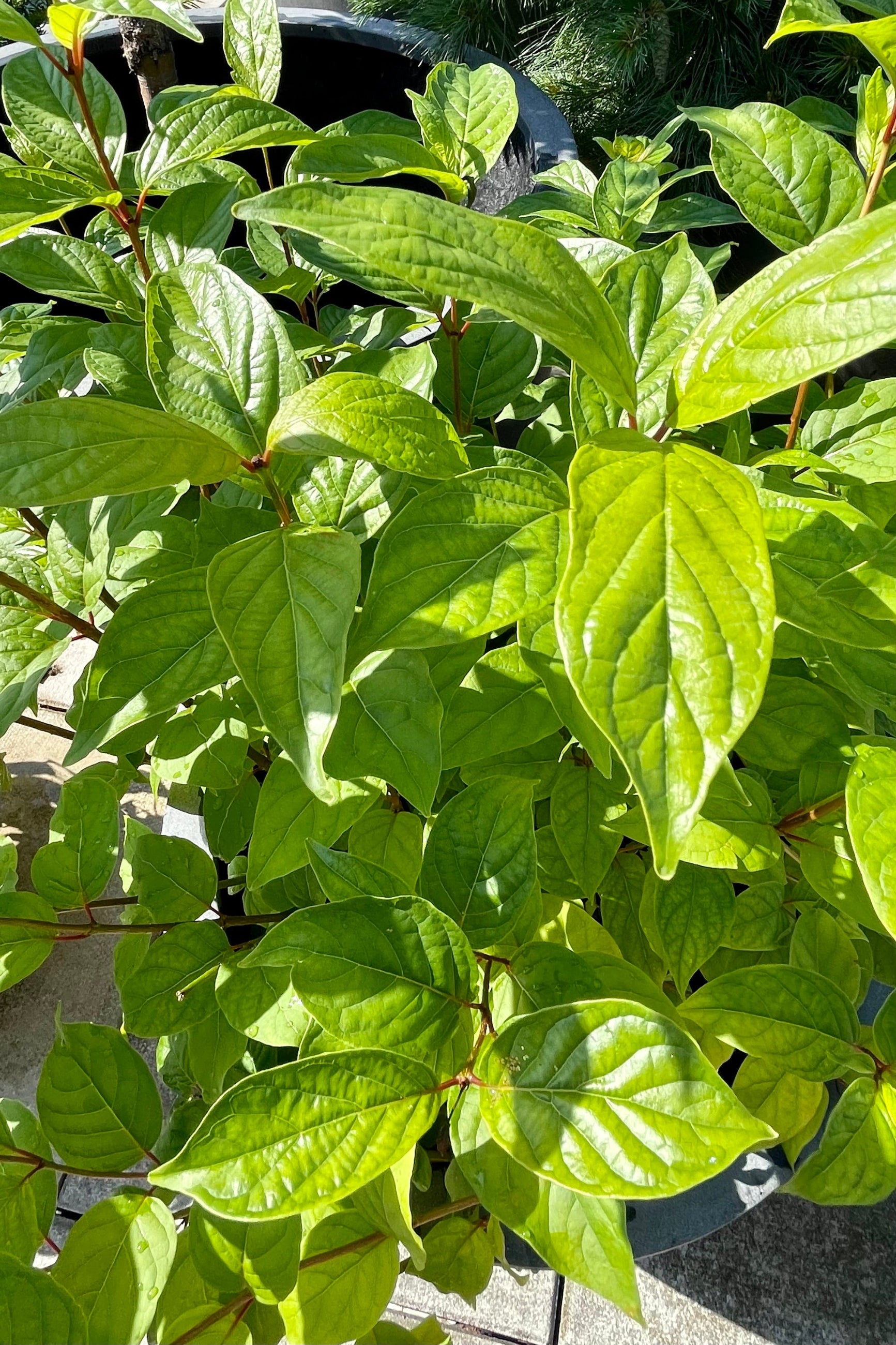 The Cephalanthus 'Fiber Optics' leaves up close showing the rich green ovate leaves the end of June at Sprout-home. ©Sprout Home