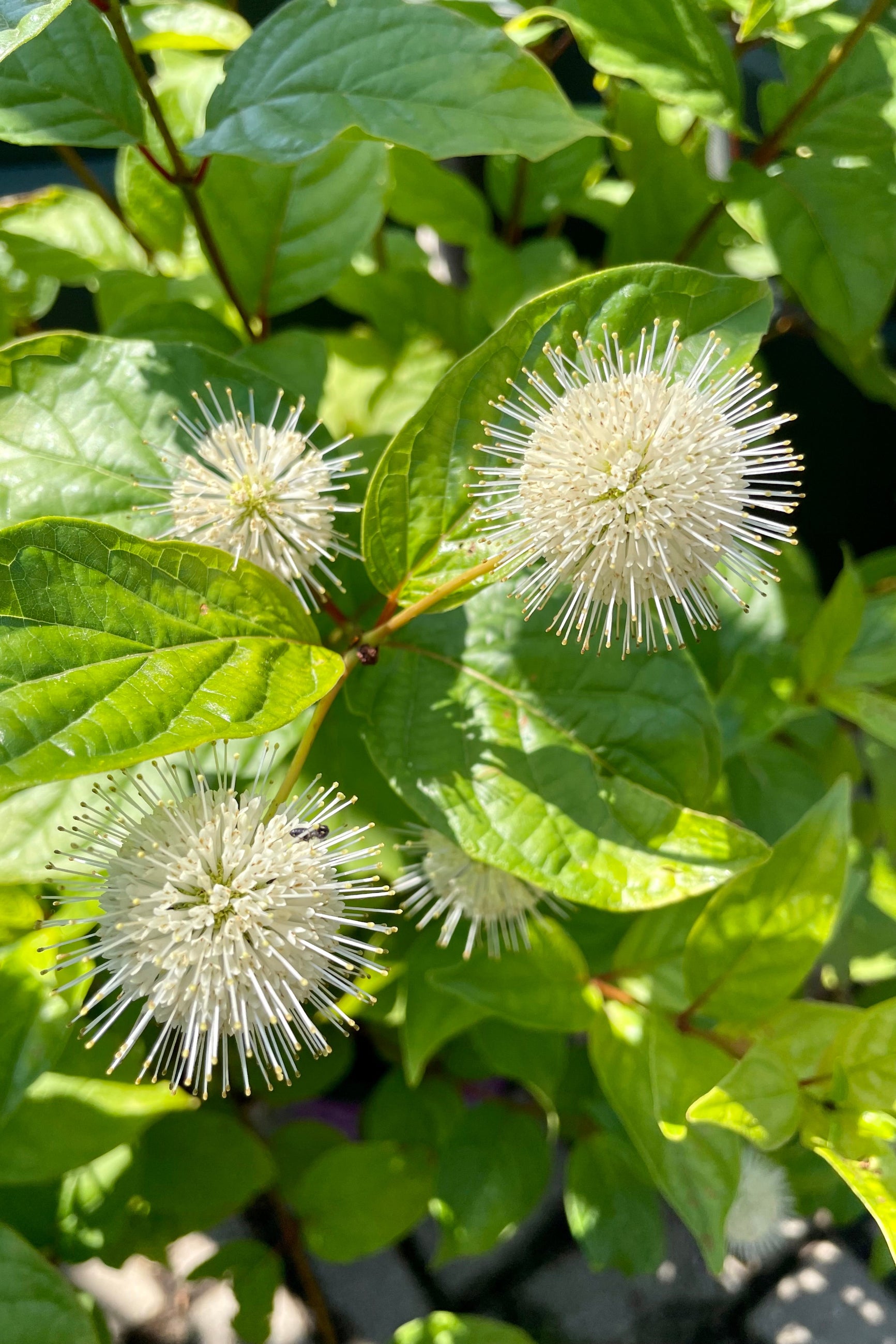 The cute button white flowers of the Cephalanthus 'Fiber Optic' shrub blooming the end of June at Sprout-home. ©Sprout Home