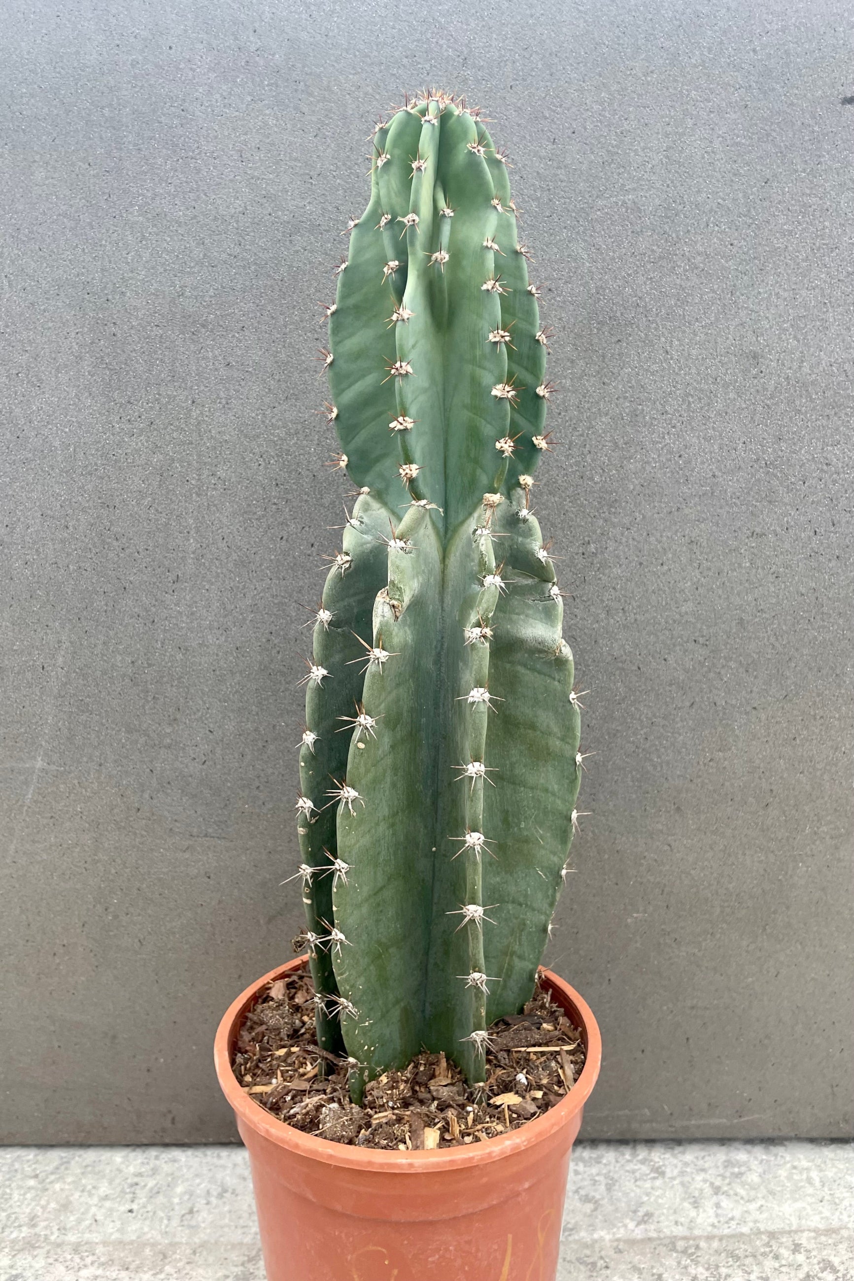 Cereus peruvianus cactus in orange pot against gray wall.