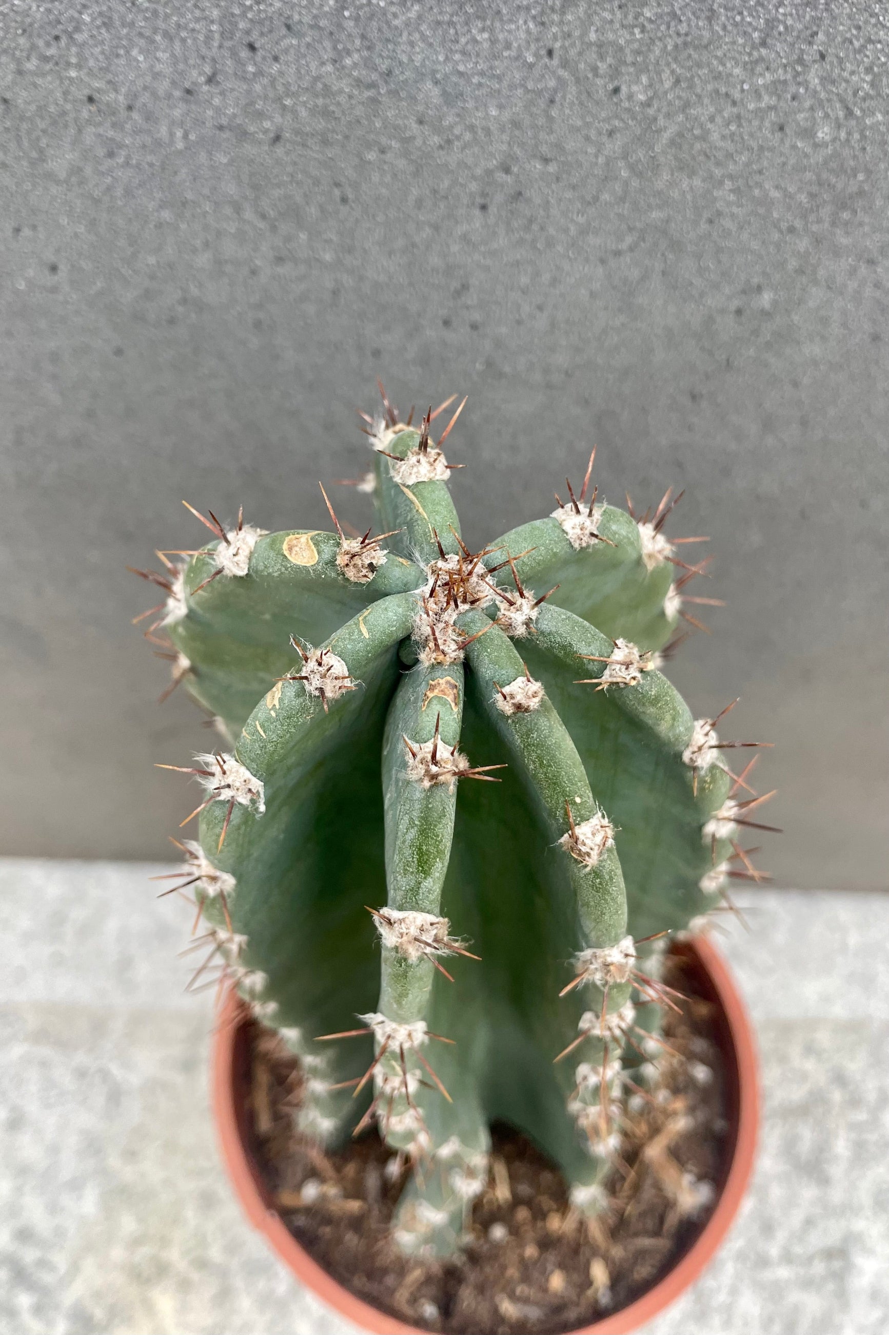 A photo looking down of Cereus peruvianus cactus.