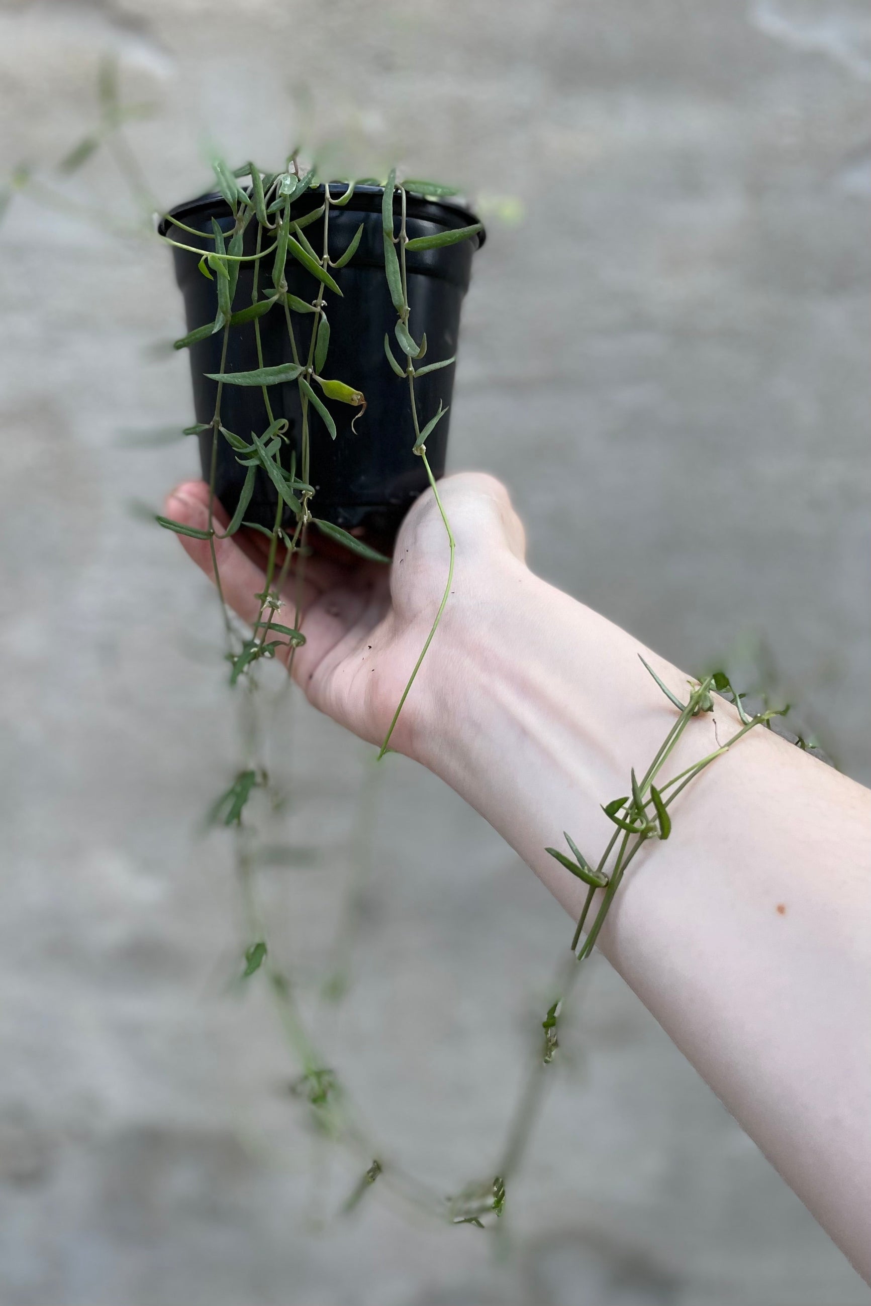 A detailed look at the Ceropegia lineraris 'String of Needles' 4".