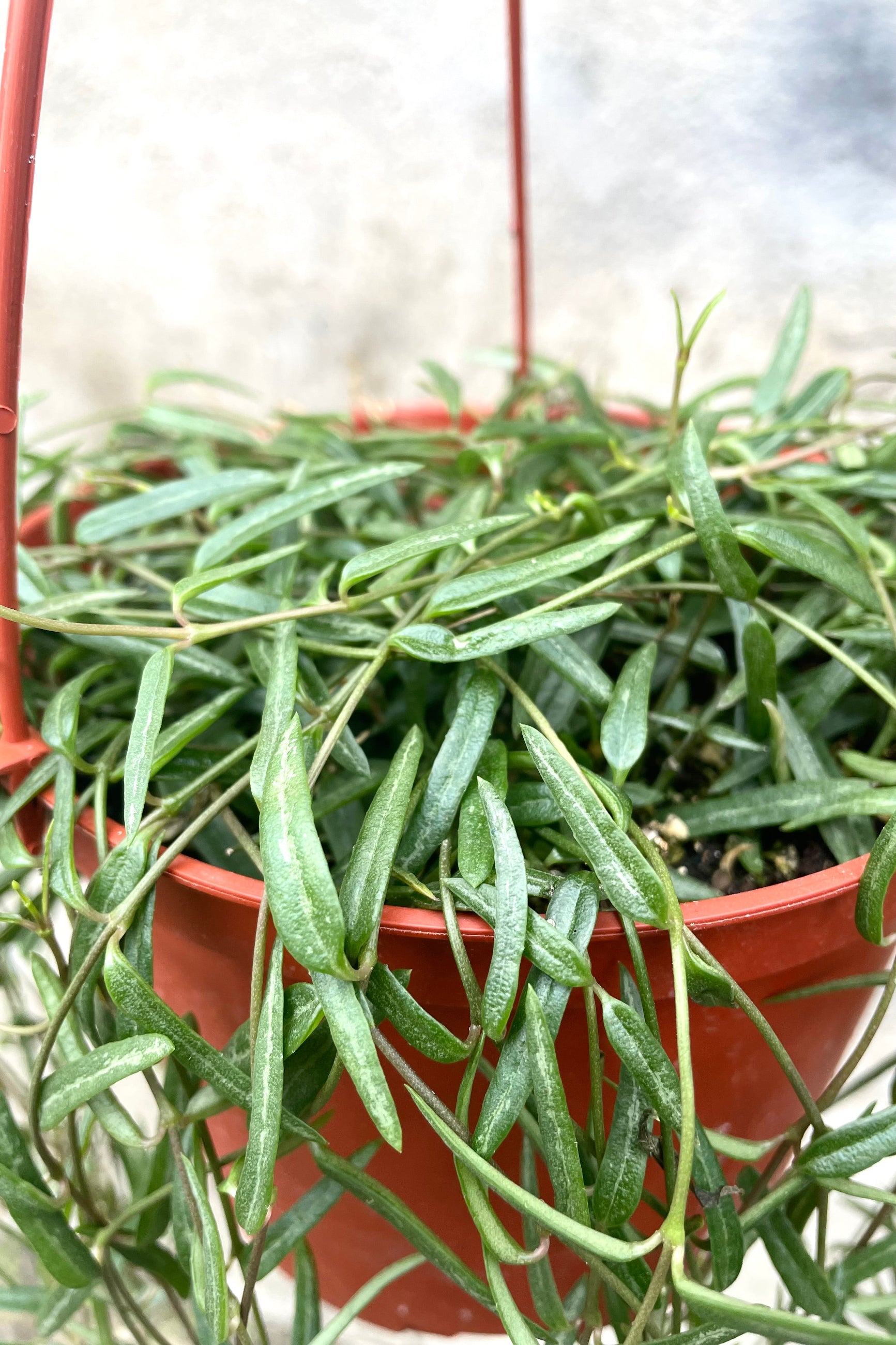 A detailed view of Ceropegia linearis "String of Needles" 6" in hanging grow pot against concrete backdrop