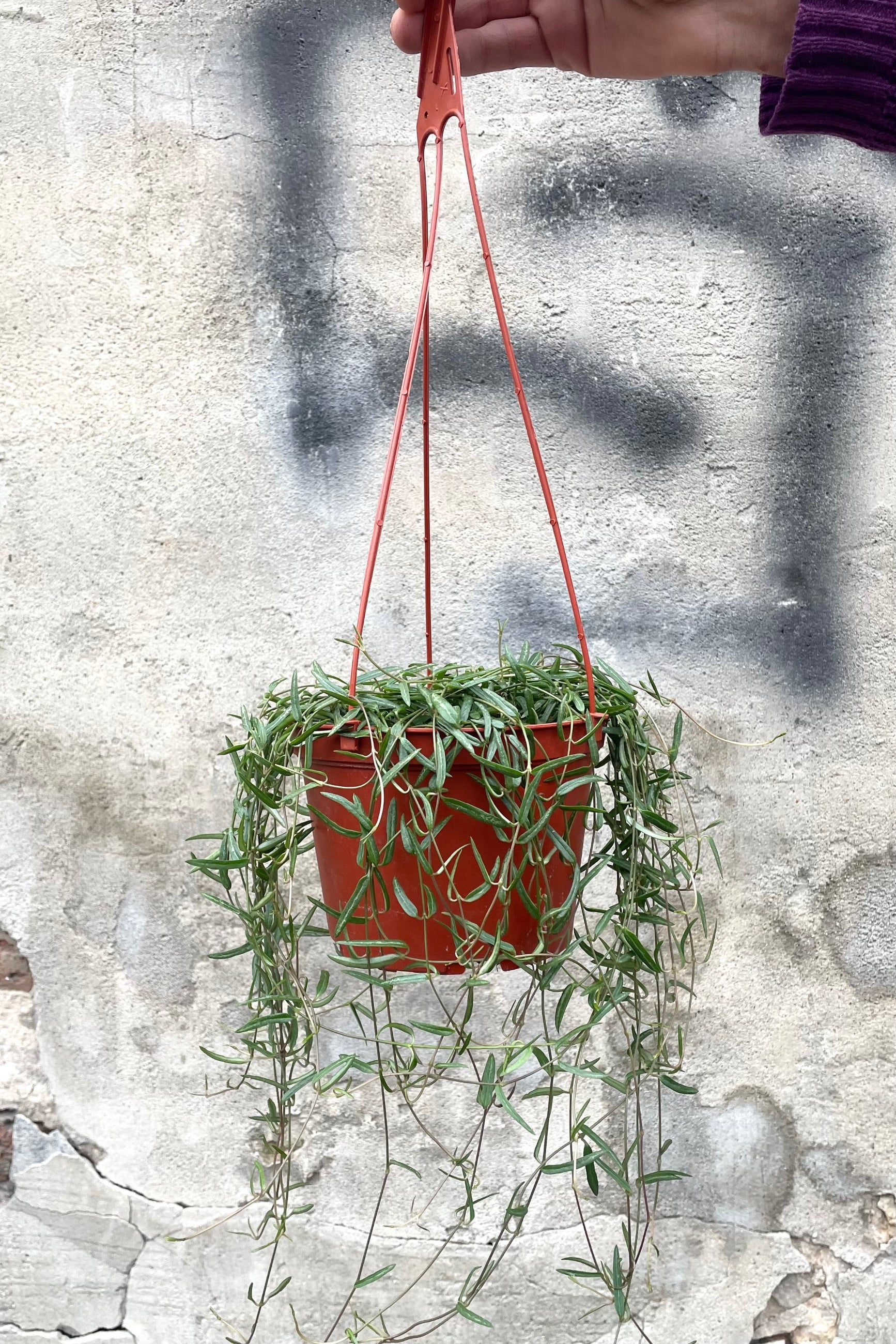 A hand holds hanging grow pot with Ceropegia linearis "String of Needles" 6" against concrete backdrop