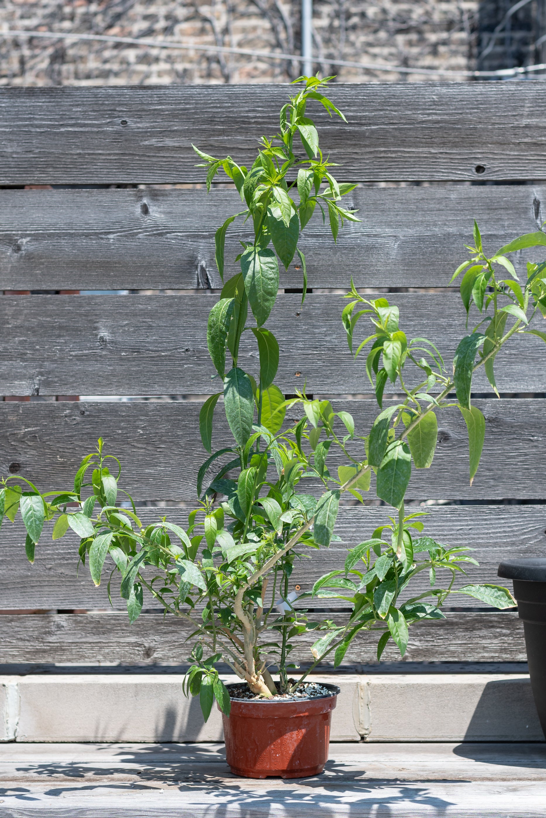 Cestrum nocturnum "Night-blooming Jasmine" in grow pot in front of grey wood background
