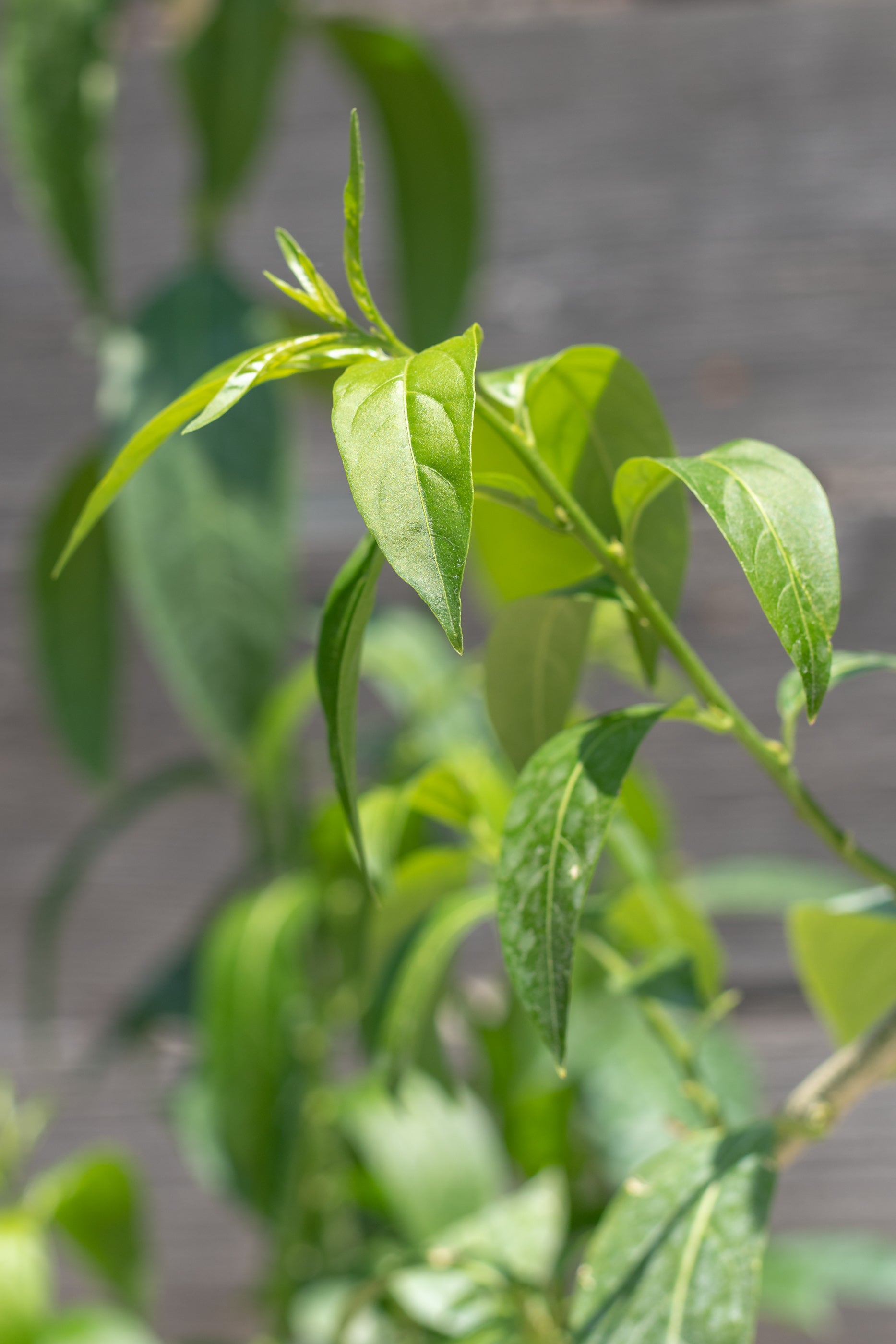 Close up of Cestrum nocturnum "Night-blooming Jasmine" leaves