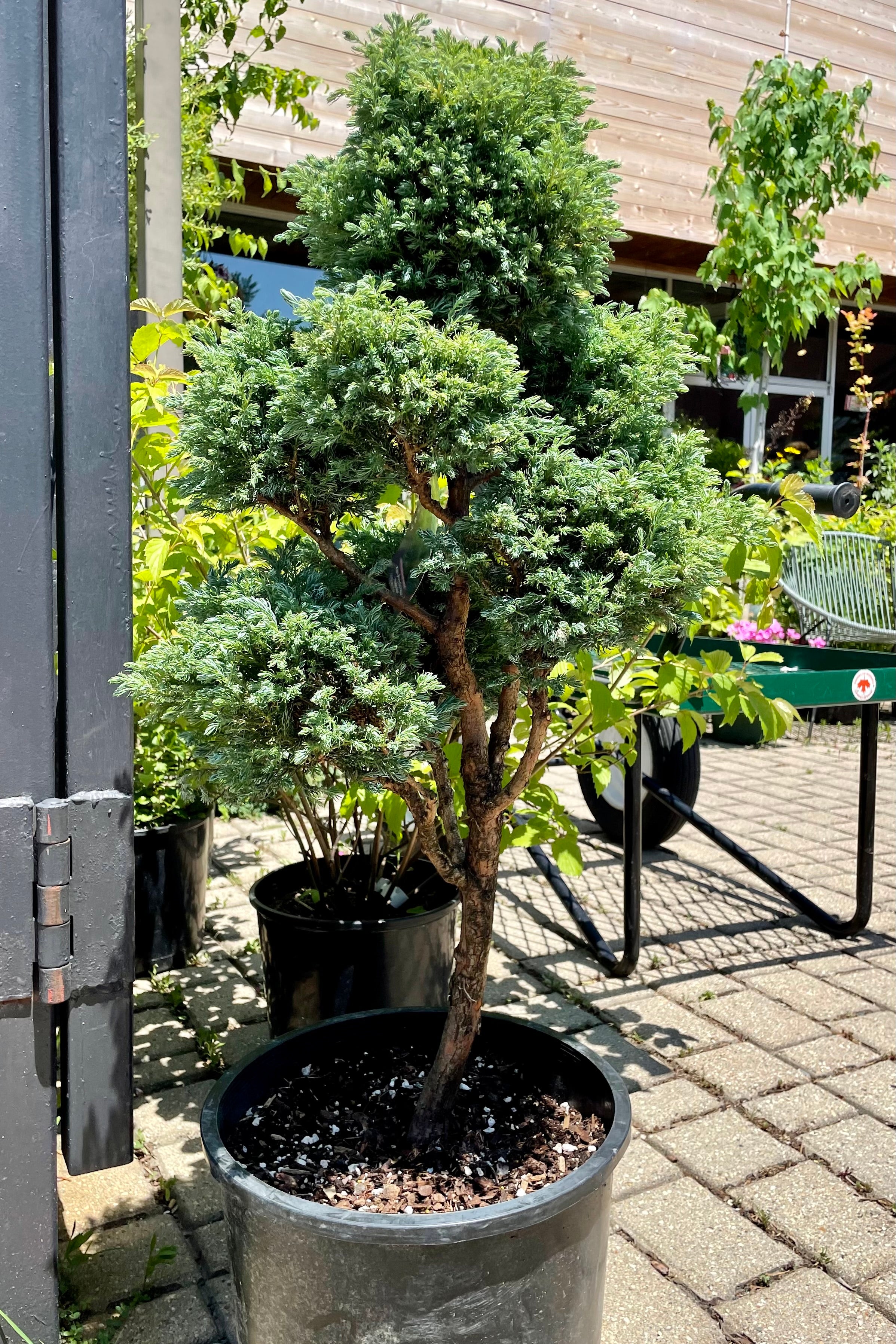 #6 size pot of the Chamaecyparis 'Boulevard' pom pom tree in the Sprout-home yard the end of June with the store in the background. 
