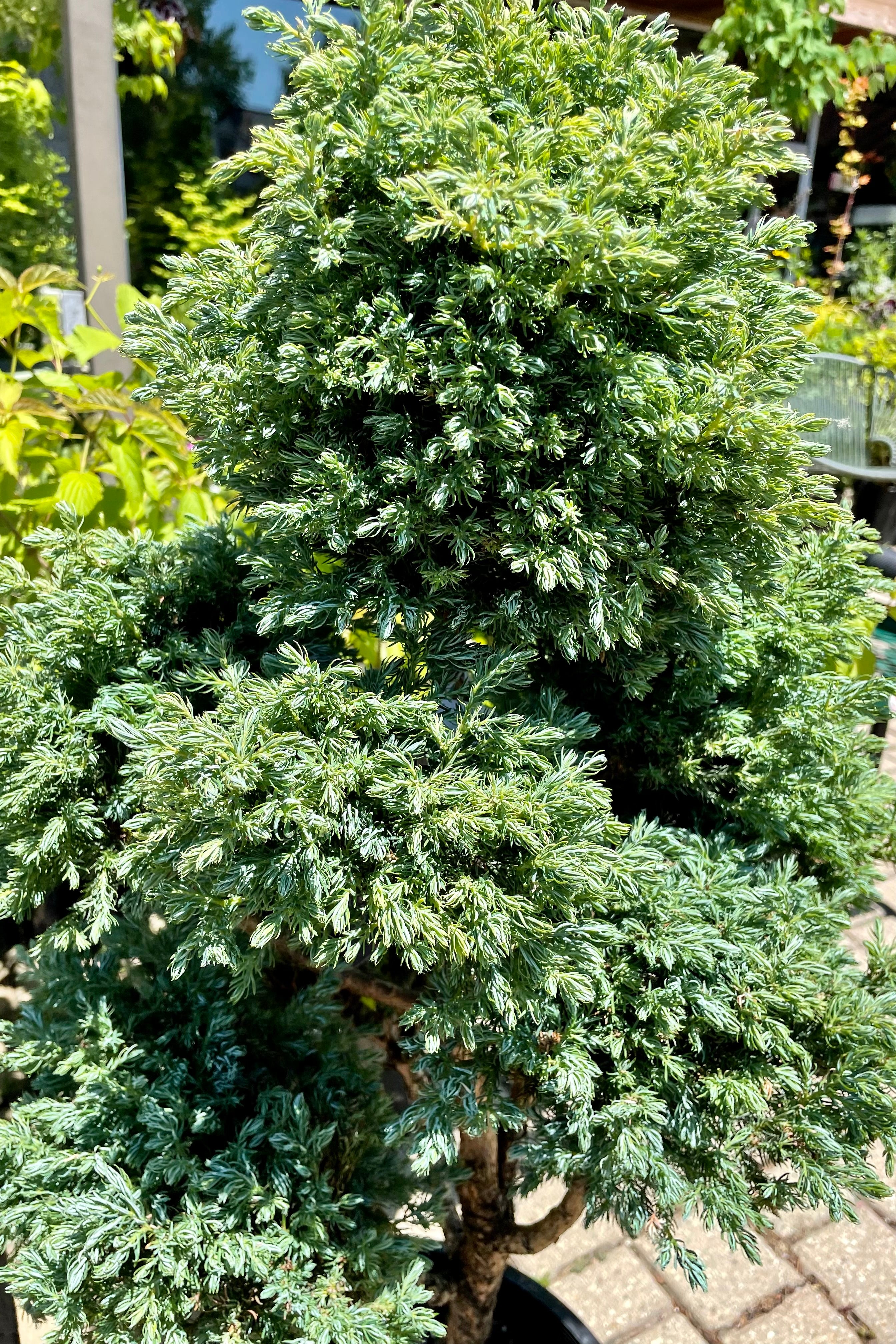 detail picure of the blue green needles of the Chamaecyparis 'Boulevard' tree the end of June at Sprout-home. 
