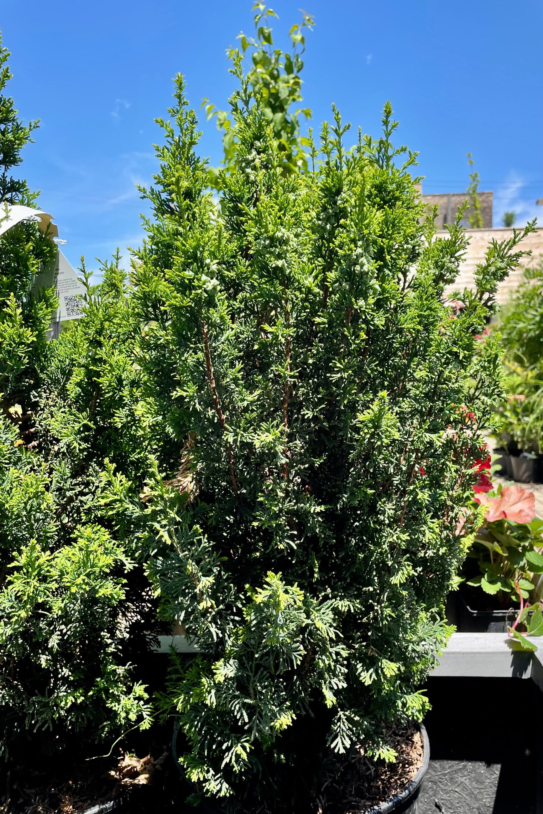 #3 size Chamaecyparis 'Top Point' middle of June with the bly sky in the background at Sprout-home ©Sprout Home