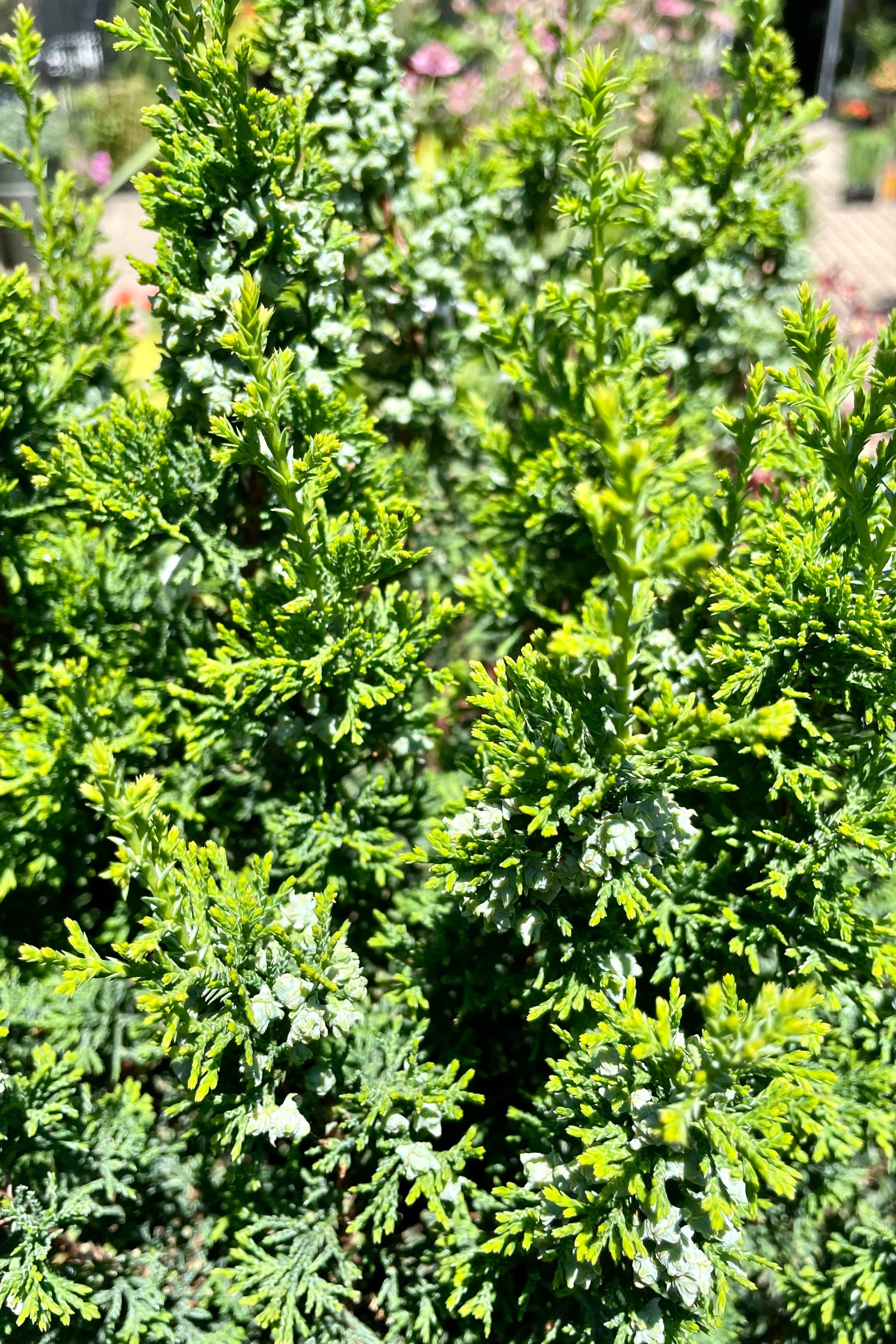 The Chamacyparis 'Top Point' close up picture of its two different textured leaves mid June at Sprout-home. ©Sprout Home
