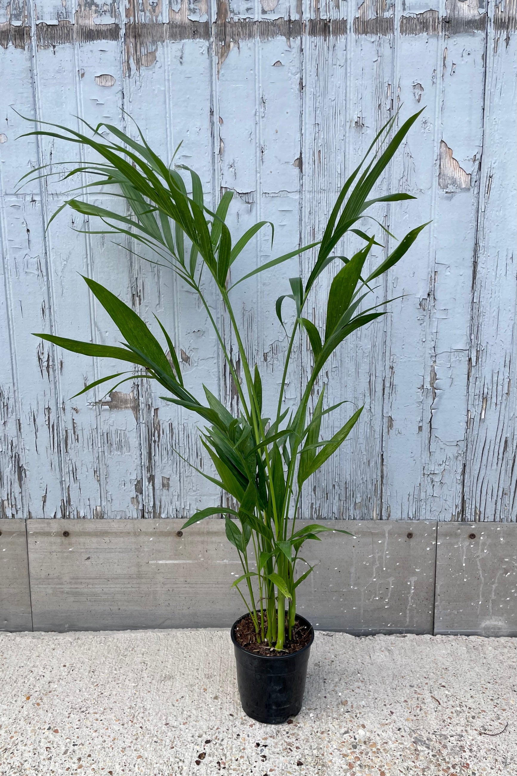 The Chamaeadorea cataractarum "Cat Palm" in a 5" growers pot at Sprout-home. 