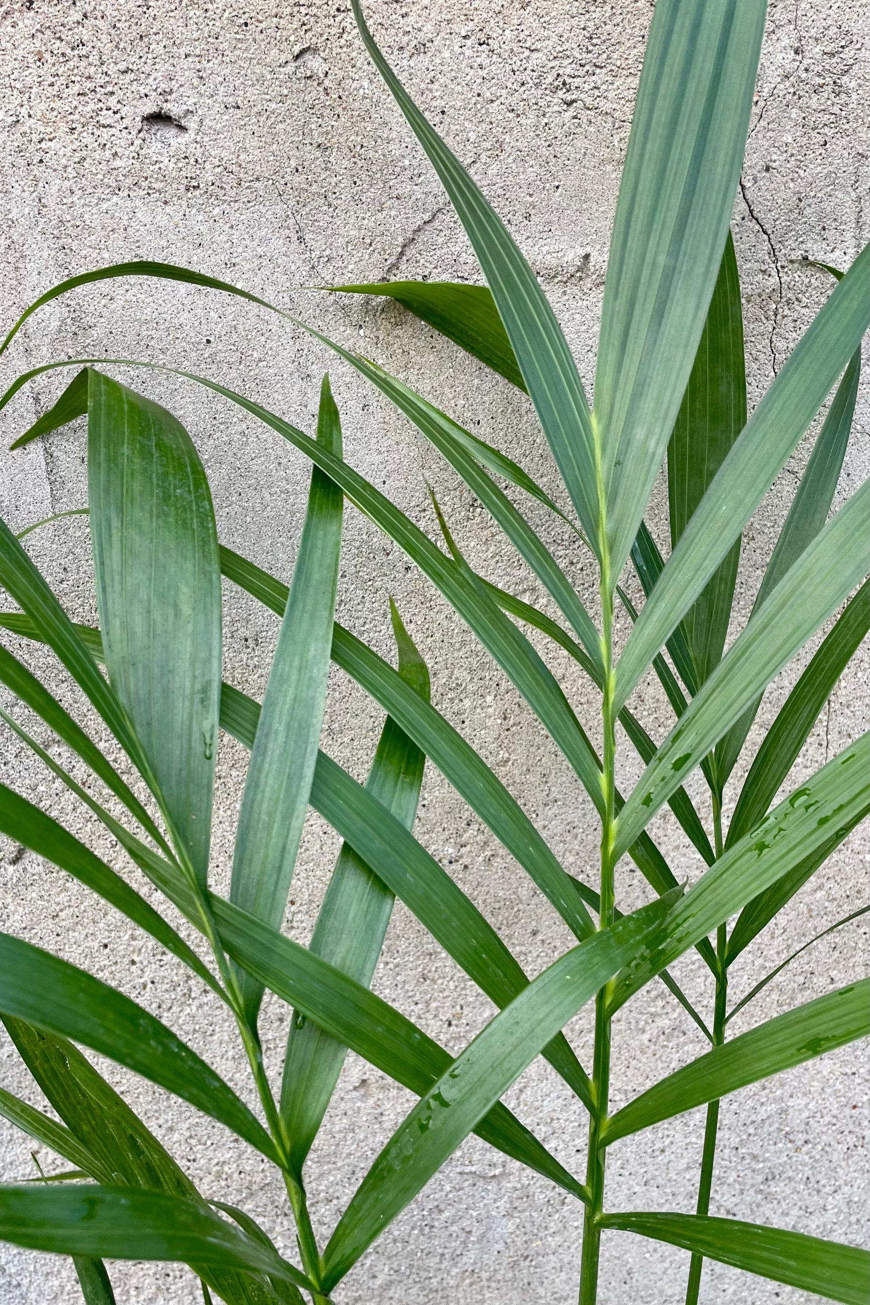 Detail picture of the palm leaves of the "Cat Palm" at Sprout-home.
