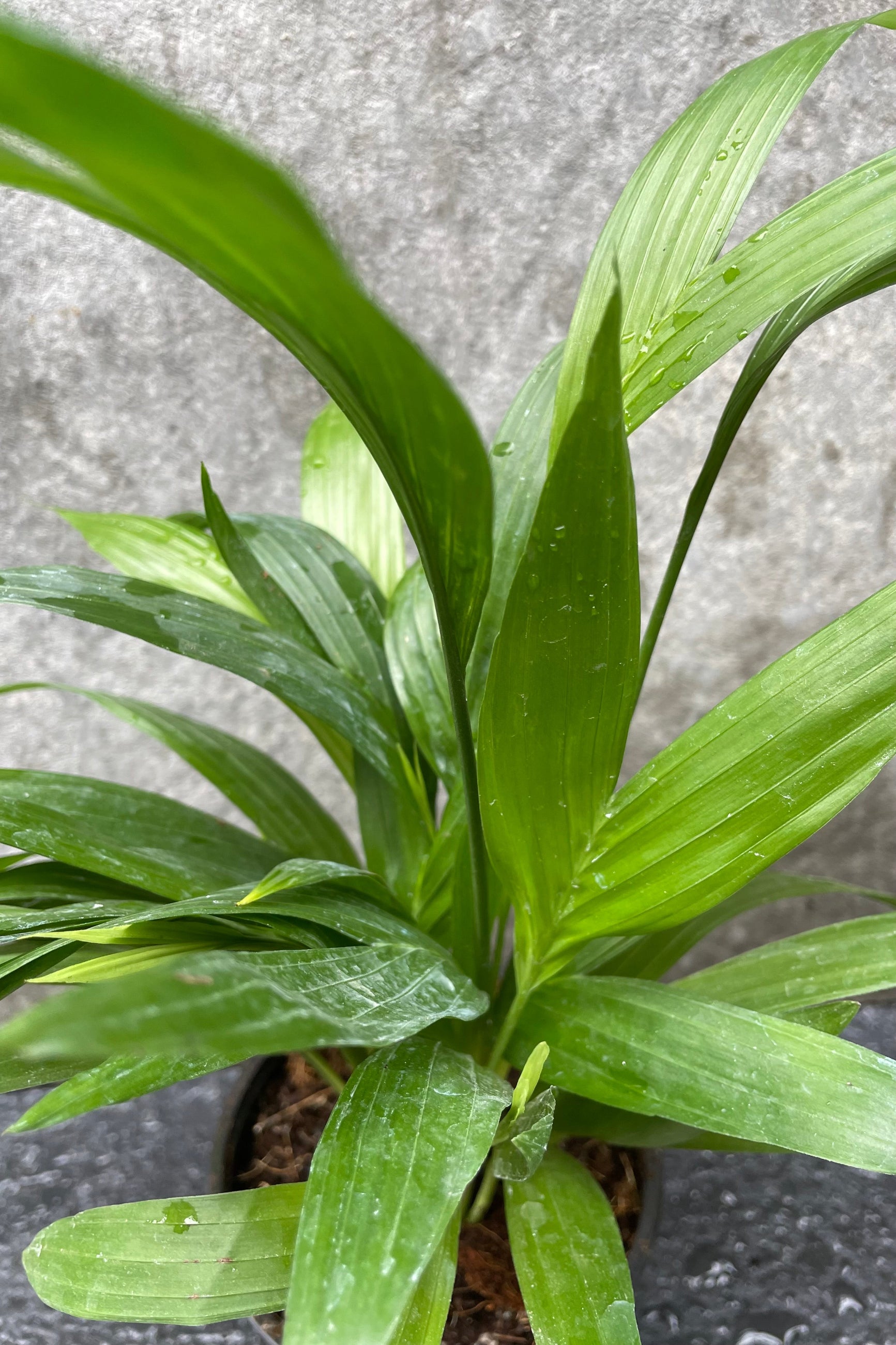 Close up of Chamaedorea seifrizii "Bamboo Palm" foliage