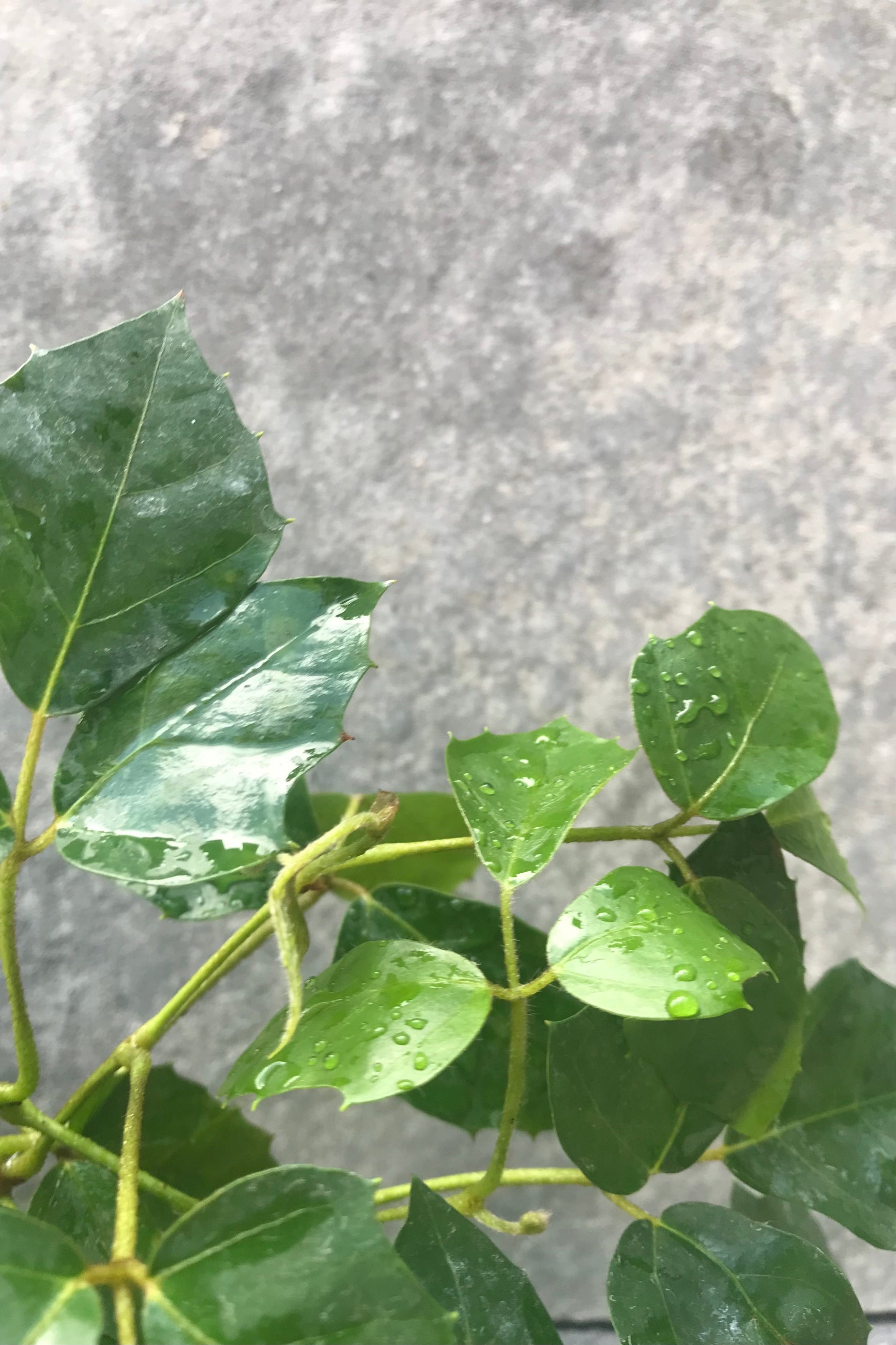 Close view of green Cissus leaves, tendrils and vines against grey wall