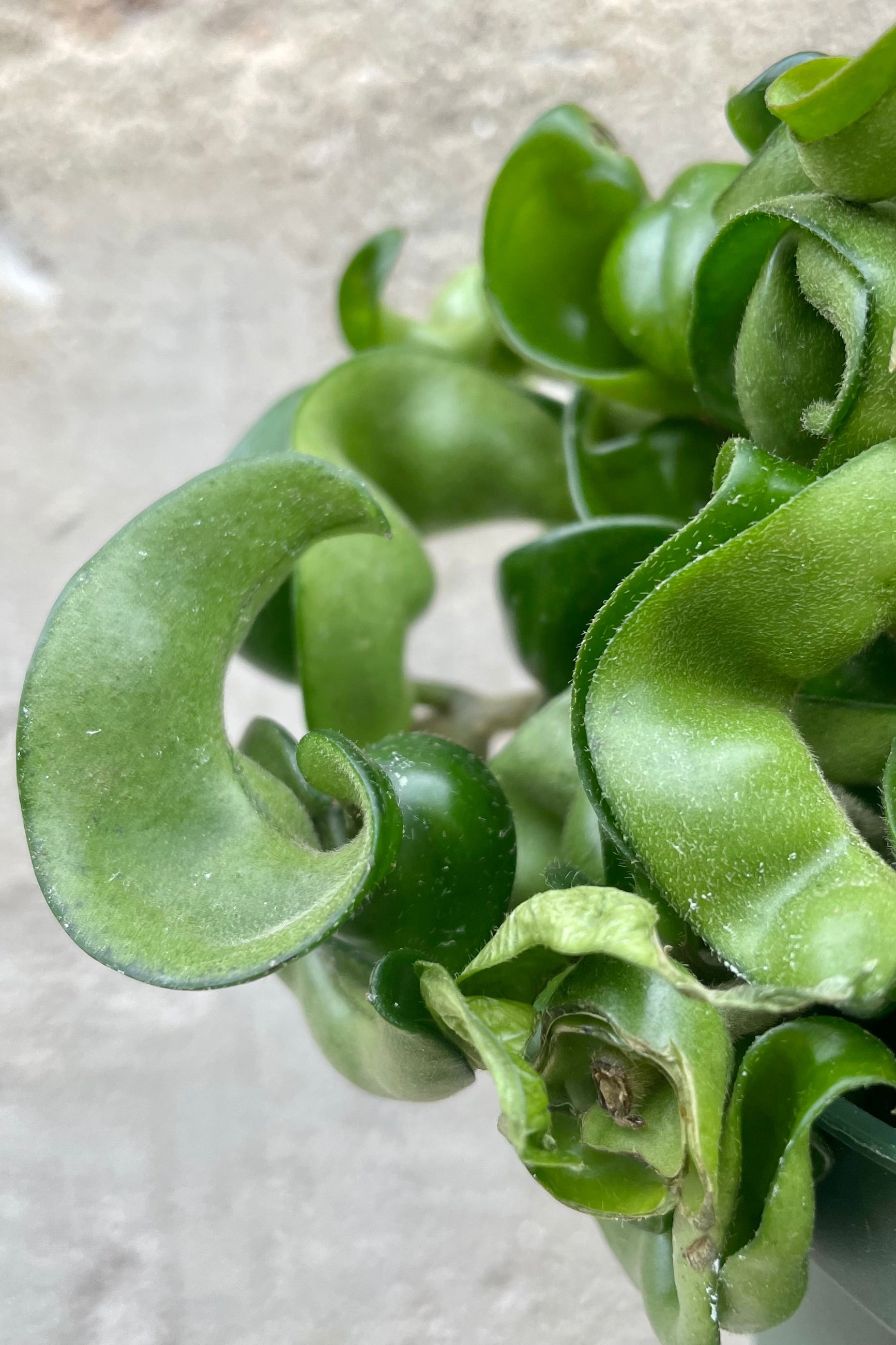 Hoya carnosa compacta 6" hanging basket detail of green curly leaves against a grey wall