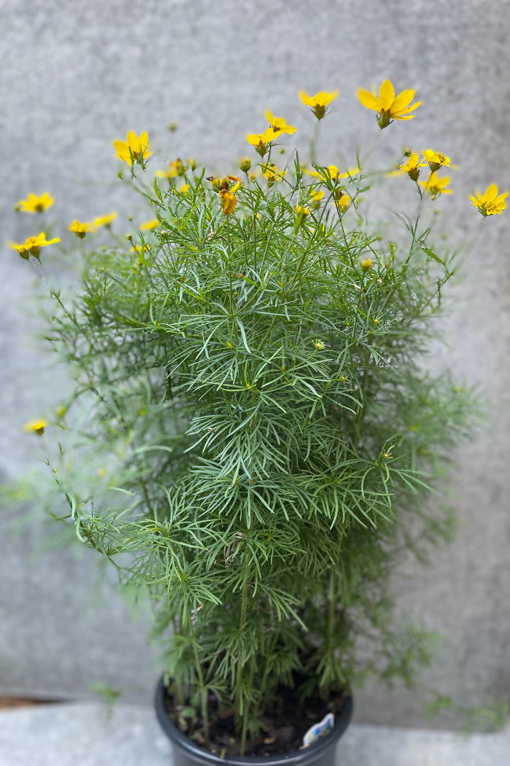Coreopsis 'Zagreb' blooming in July in a #1 growers pot. ©Sprout Home